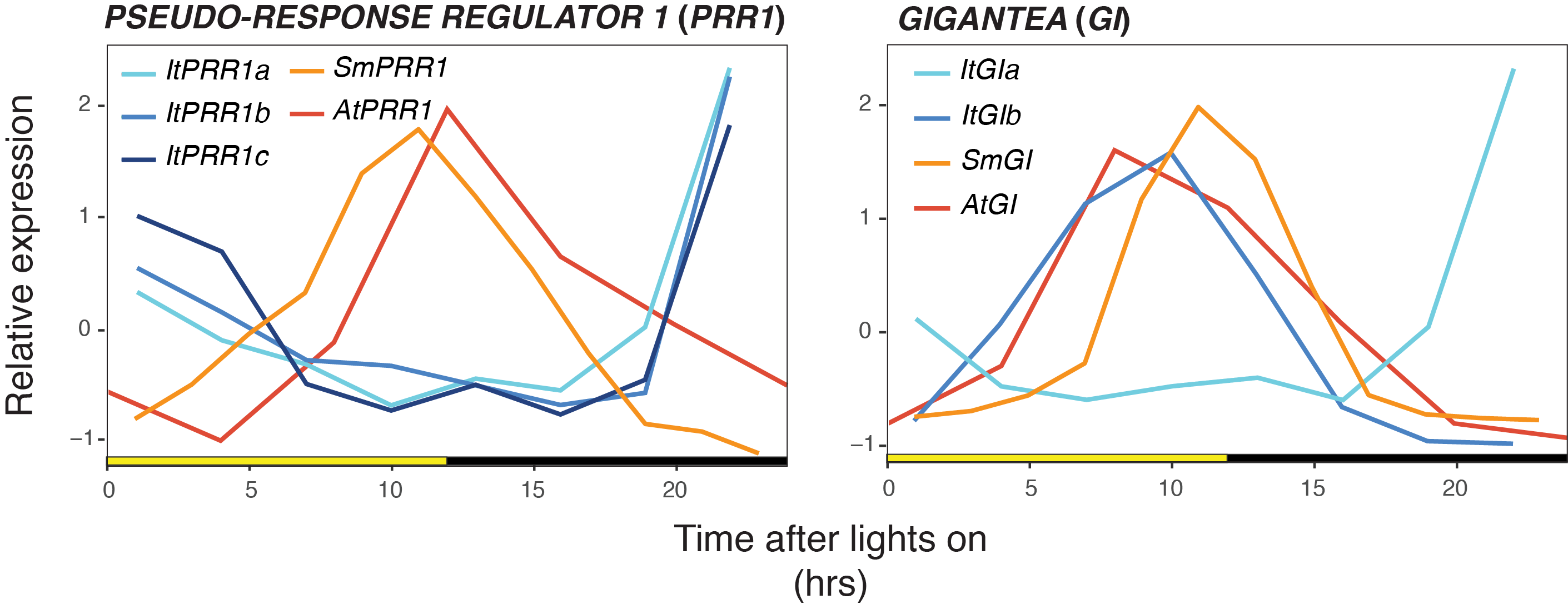 Multiple copies of circadian clock genes exhibit divergent expression in I. taiwanensis (shades of blue) compared with Arabidopsis (red) and Selaginella moellendorffii (orange).