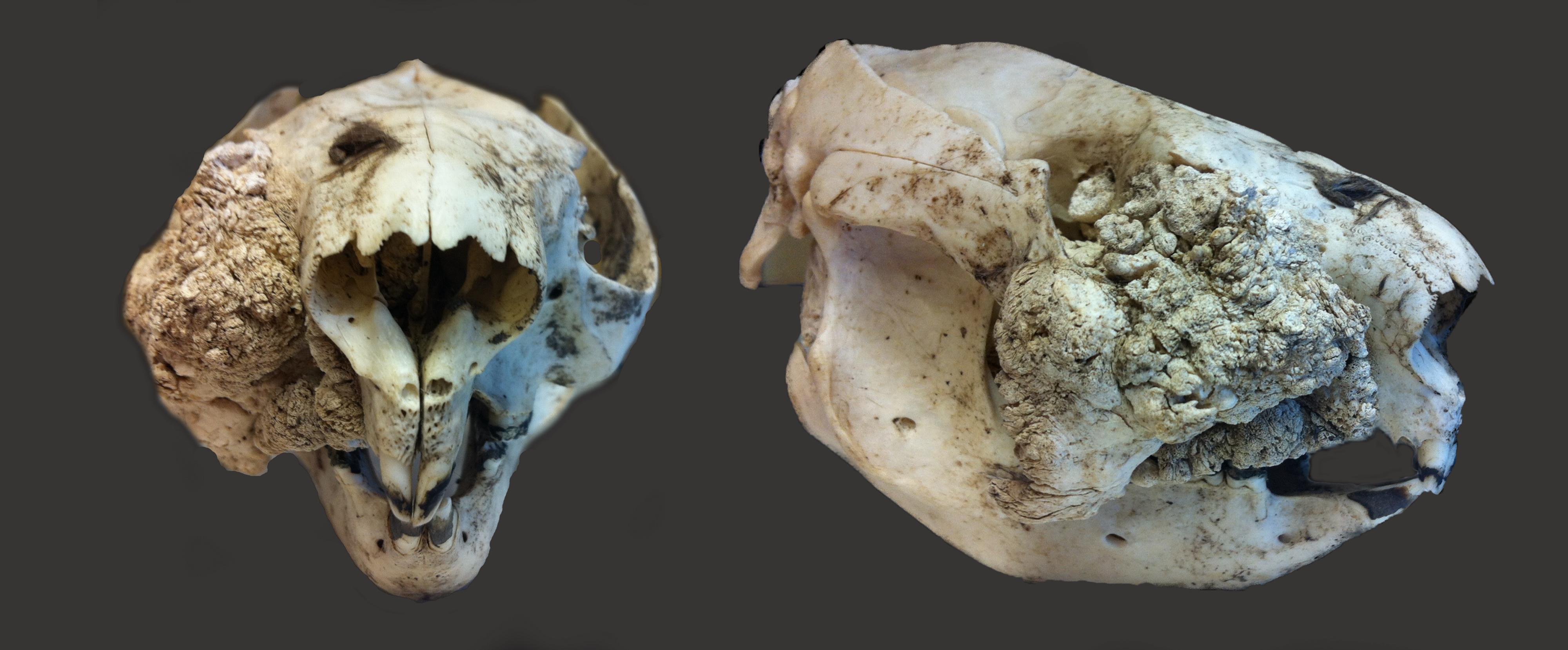 Koala osteochondroma