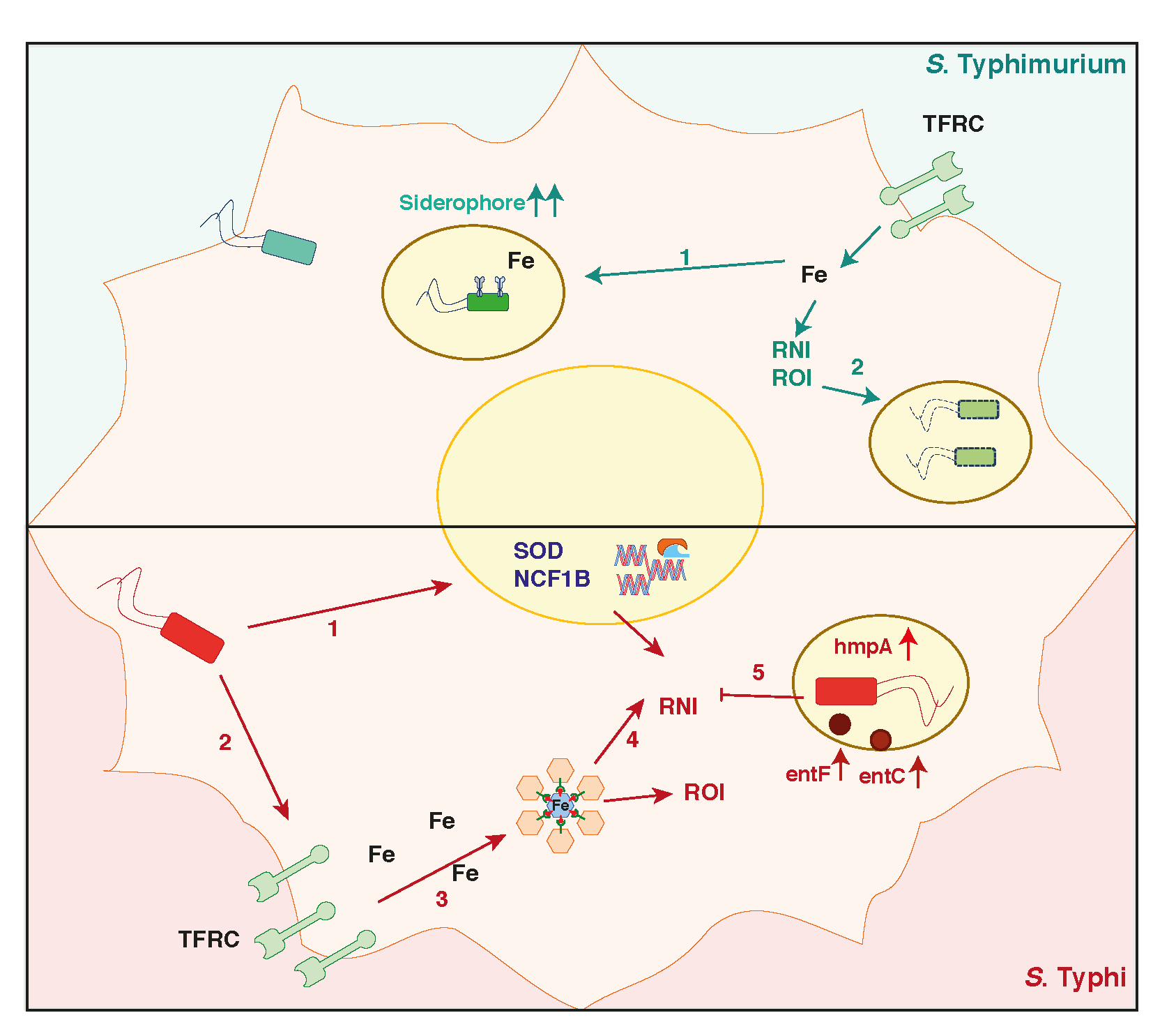 Strategies adopted by Salmonella to prevent iron driven bactericidal mechanisms