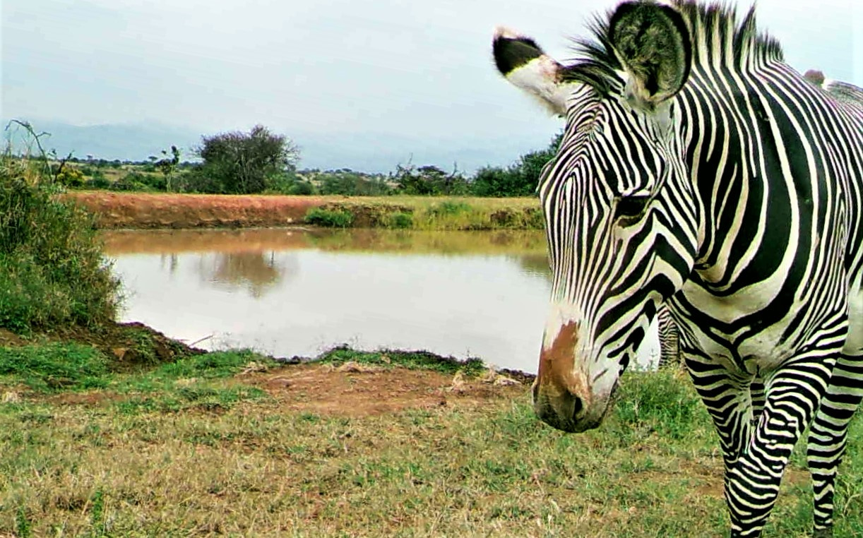 A Grevy's zebra eyes our camera trap after drinking from a watering hole at Mpala Research Centre.
