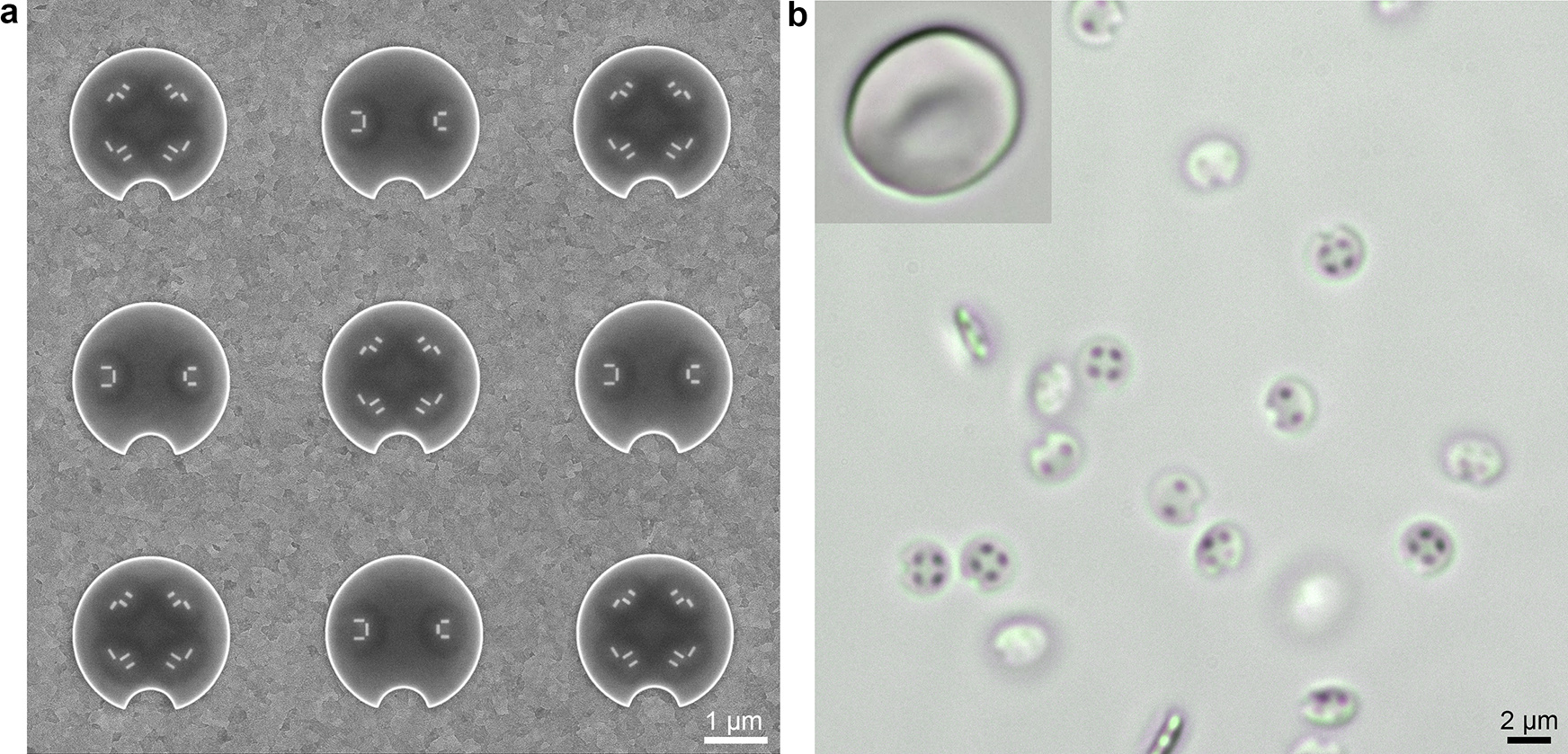 Figure 2. Fabricated 2-motor and 4-motor microdrones. a, Scanning electron micrograph of an array of microdrones on substrate. b, Optical micrograph of microdrones released into a water cell (no steering light field). The inset is an optical micrograph of a human red blood cell (same scale as the microdrones).