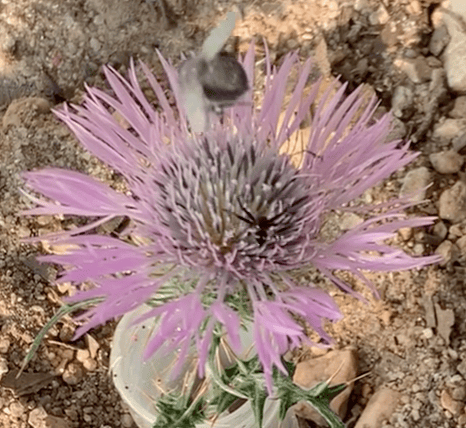A flower with a spider and a 3D-printed fly