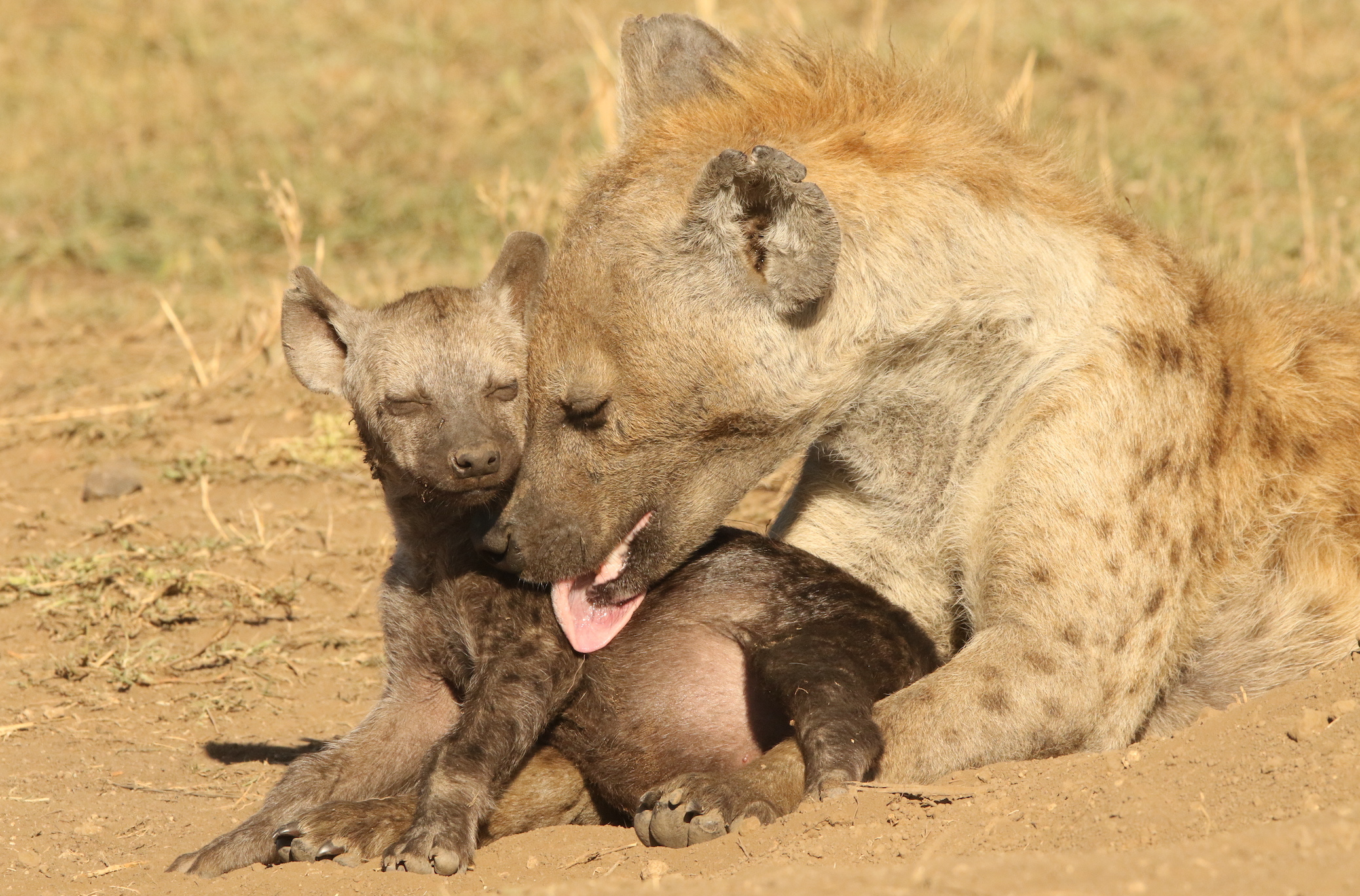 Female spotted hyena grooming her cub  while both are laying and basking on the hot sun in the Serengeti National Park (Photo by S. Metzger)