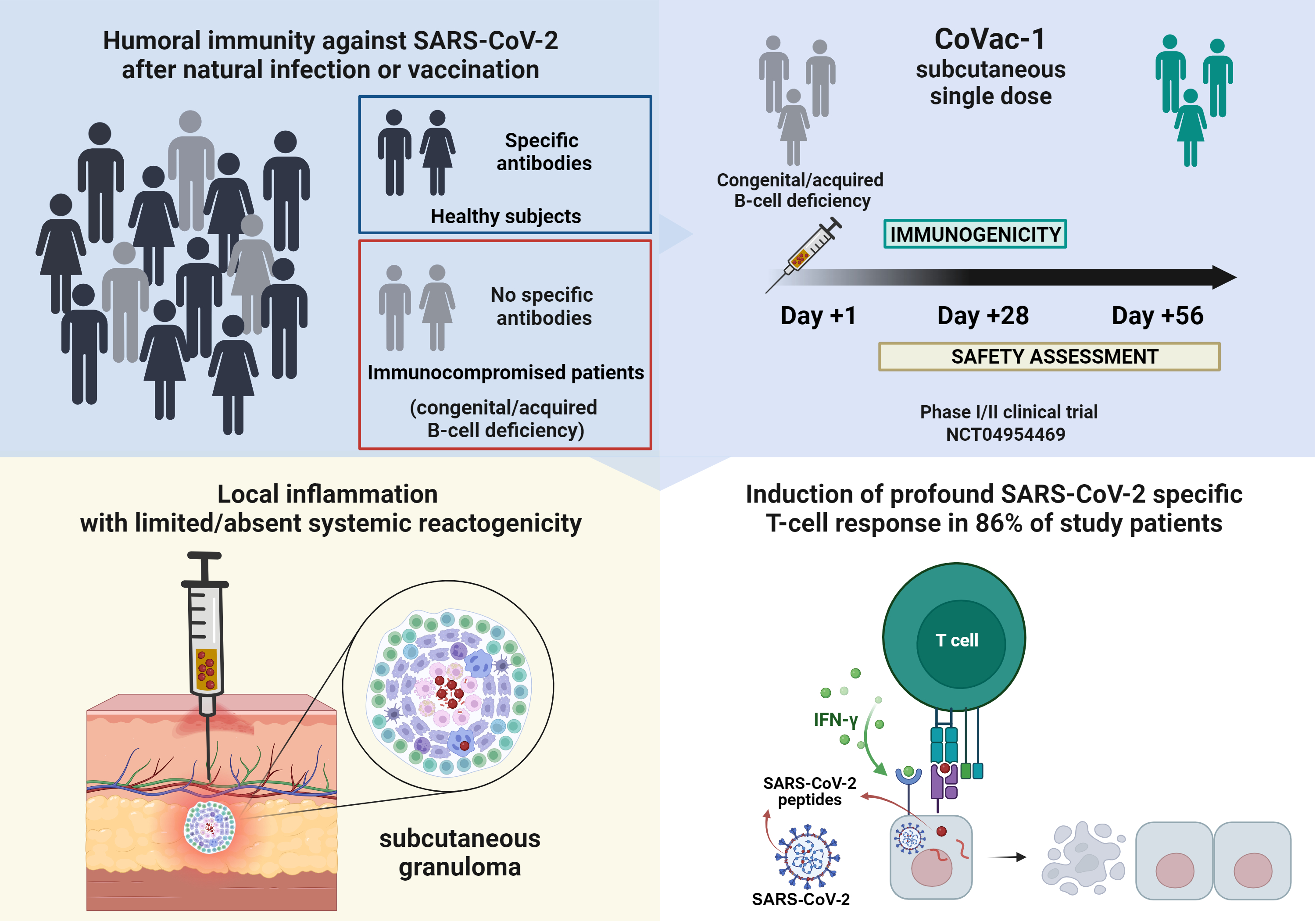The peptide-based T-cell activator CoVac-1 was designed to address the lack of protection against SARS-CoV-2 in immunocompromised patients, who cannot develop a humoral immunity after vaccination or infection, due to congenital or acquired B-cell deficiency. These patients (n = 54) were included in the Phase I/II trial and received one single dose of CoVac-1 subcutaneously in the lower abdomen (top left panel). Safety and efficacy were assessed until day +56 and +28, respectively. After the administration of CoVac-1, 94% of patients developed the expected and intended granuloma at vaccination site. This served as a depot for the continuous priming of T cell, based on the persistence of peptides and the local infiltration of immune cells (bottom left panel). Systemic reactogenicity was only documented in a minority of study subjects. The immunogenicity endpoint was reached and a robust induction of SARS-CoV-2 specific T cells directed to multiple CoVac-1 peptides was observed in 86% of patients (bottom right panel).