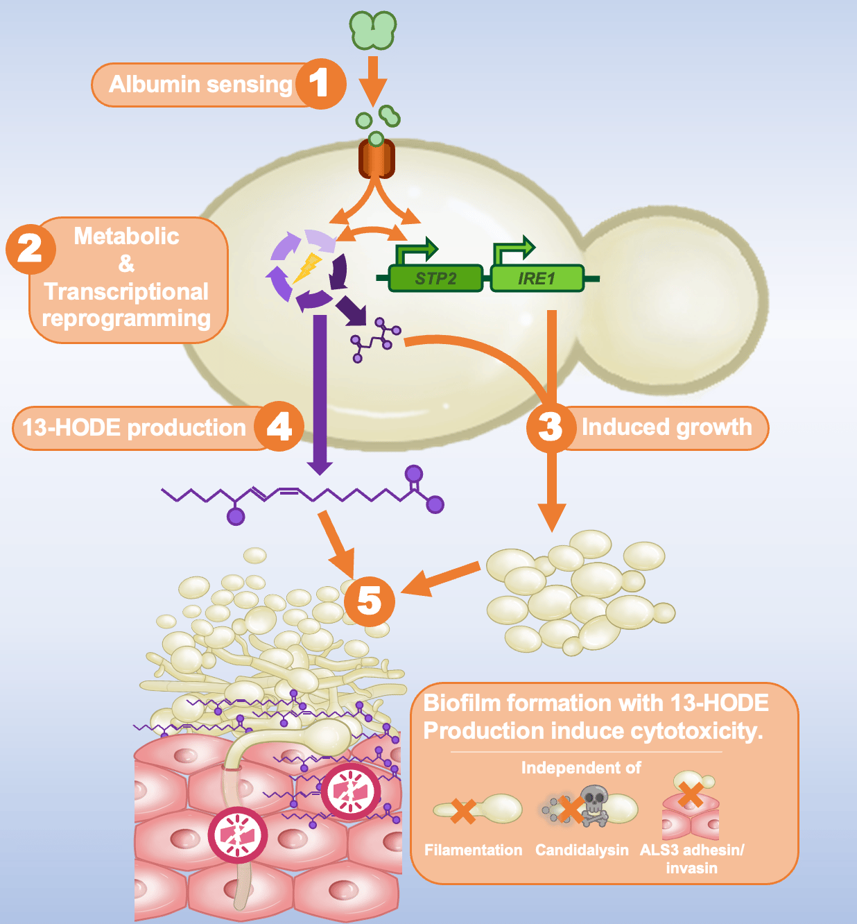 Candida albicans induces metabolic and transcriptional reprogramming in response to human serum albumin, leading to biofilm formation and release of oxidized lipids that can cause cytotoxicity.