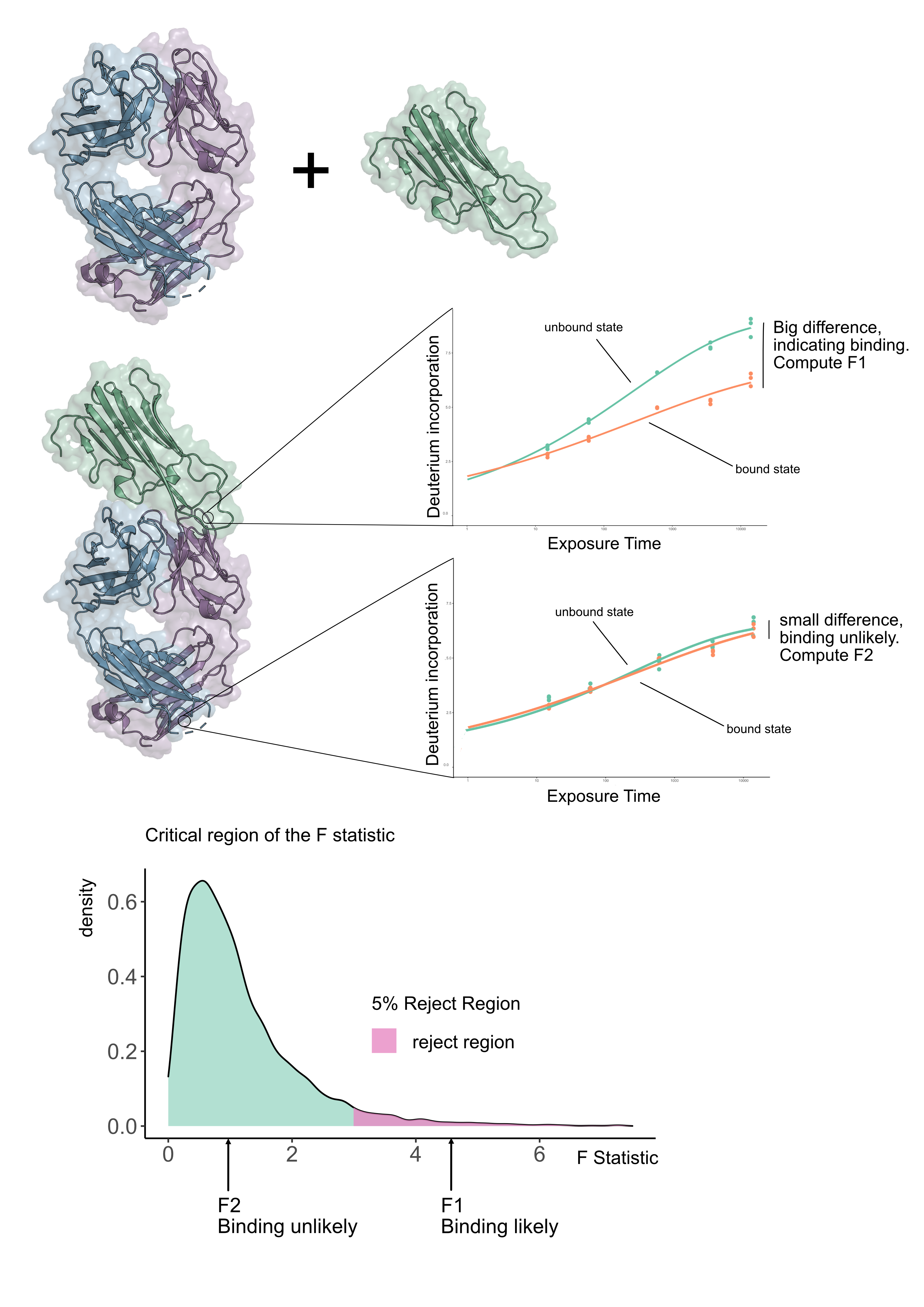 We consider the interaction between an antibody (blue/purple) and antigen (dark green). When bound the deuterium incorporation will be slowed due to occlusion of the solvent. In HDX-MS data this is clear to see with a curve with lower gradient and plateau in the bound state, as compared to the unbound state. When there is no binding there is no difference between the curves apparent from statistical fluctuations. In each case, F-statistic is computed and compared with and F-distribution. If the computed statistic lies in the critical region, we can be confident in a perturbation of the HDX kinetics.
