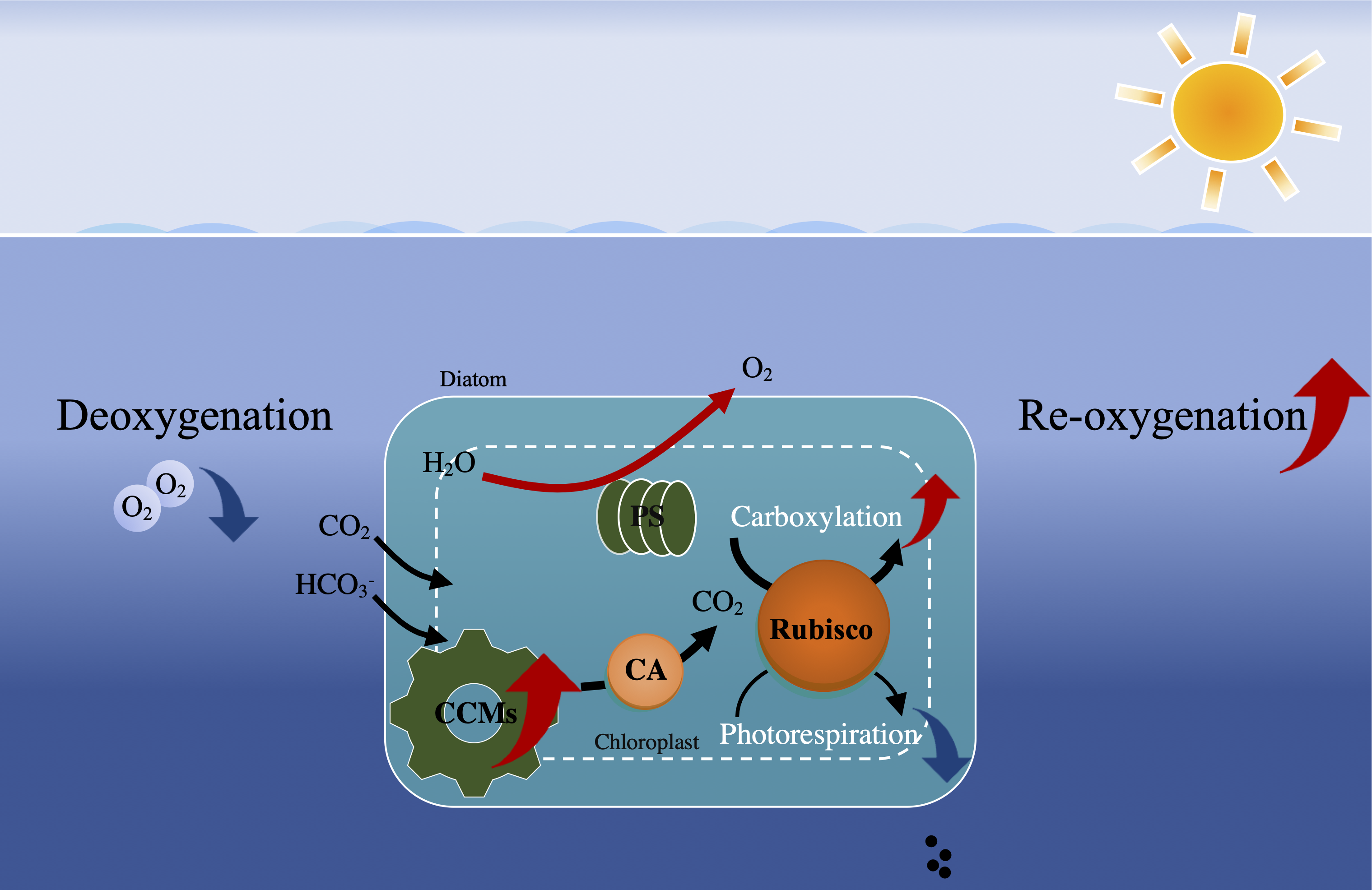Simplified illustration of low O2-enhanced CCMs activity and subsequently increased re-oxygenation due to global deoxygenation and/or in intruded hypoxic waters.