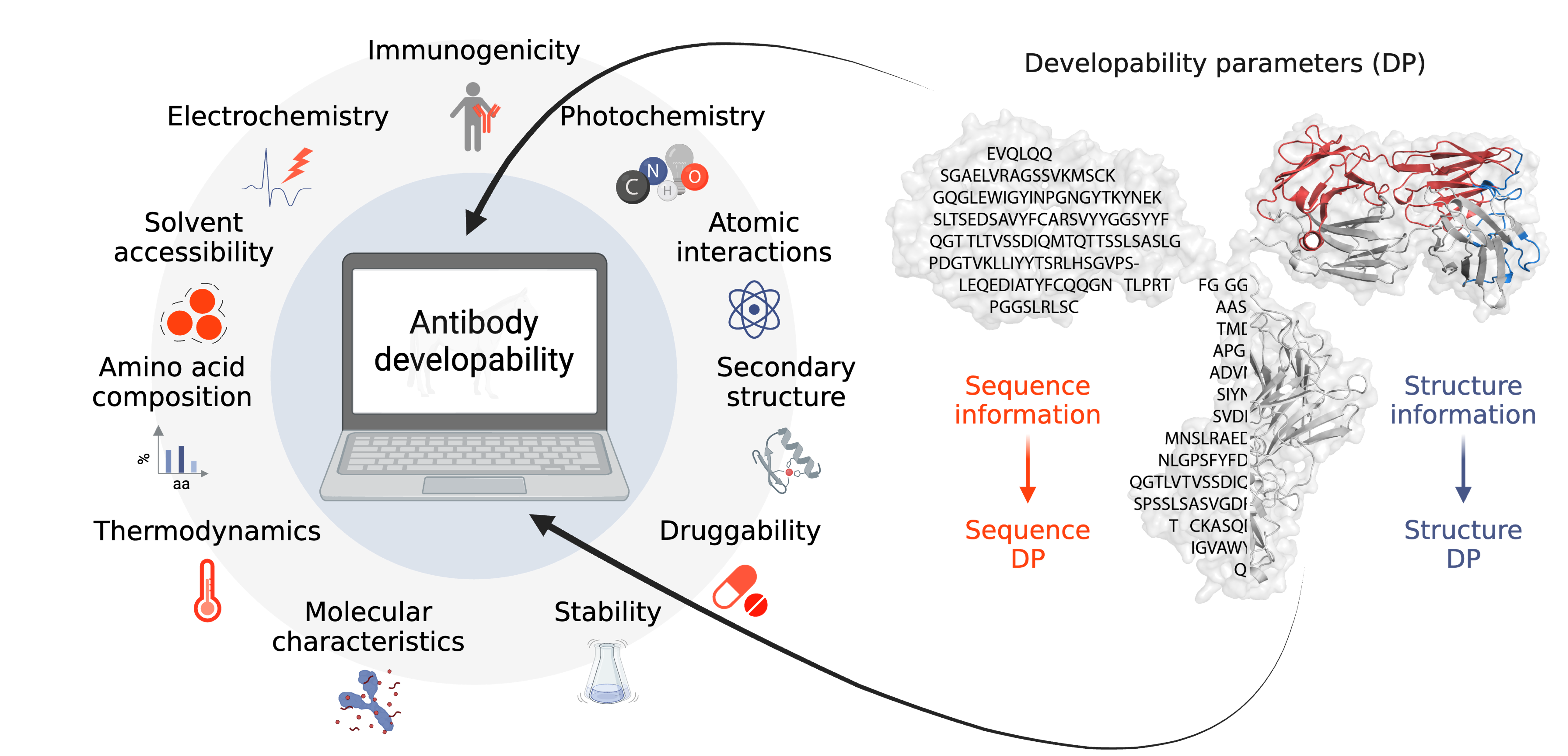 Antibody developability is linked to inter-connected sequence-based and structure-based physicochemical parameters. In silico developability assessment requires the sequence and/or the structure of the antibody as an input. 