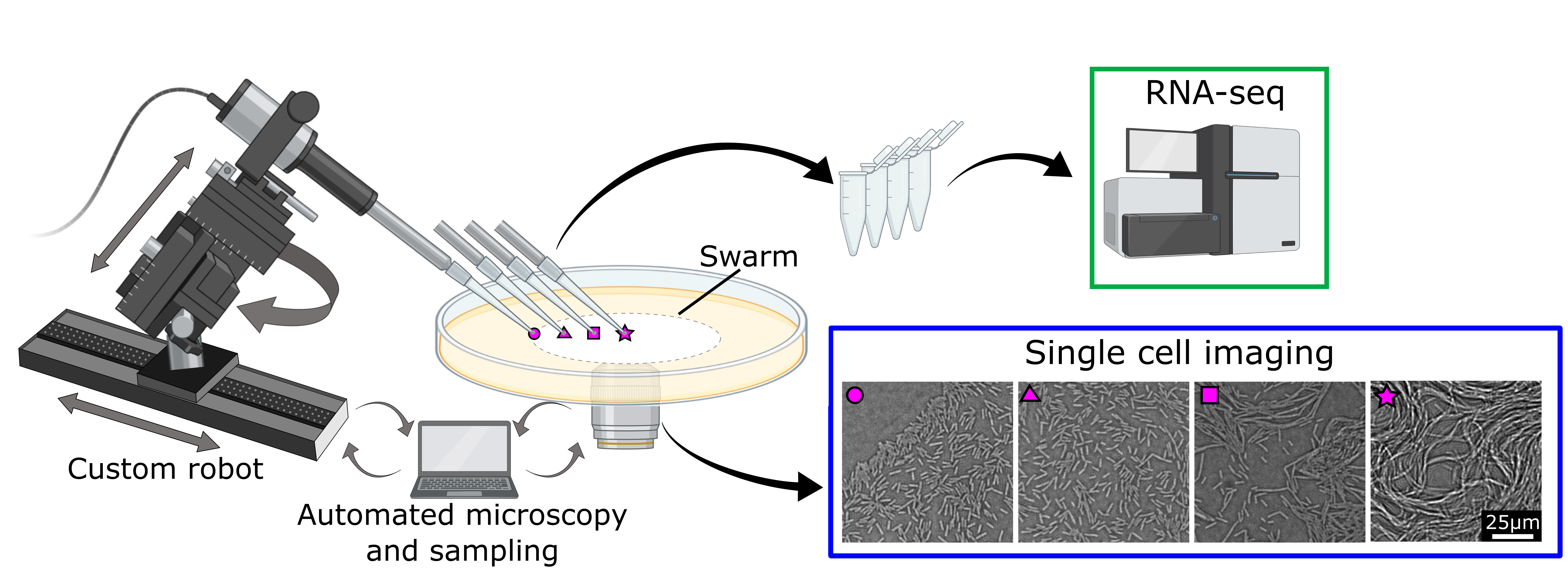 Image showing a sampling robot next to a petri dish containing a bacterial swarm above a microscope objective. Arrows between a computer, robot and the objective indicate a communication loop between these devices. Several pipette tips touch the surface of the swarm in different positions and arrows indicate their collection into sample tubes. On the right, four representative microscopy images taken just before sampling are shown. Samples are processed for RNA-seq.