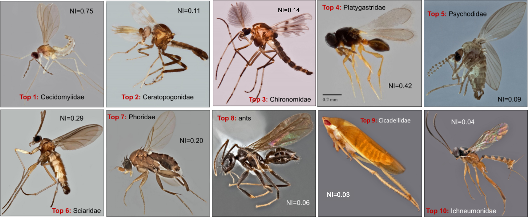 Fig 1. Top ten insect families in Malaise trap samples. NI represents Neglect Index which is the ratio of number of molecular Operational Taxonomic Units (estimated species richness) and total number of described species in the family. The higher the value, the more neglected the insect family.