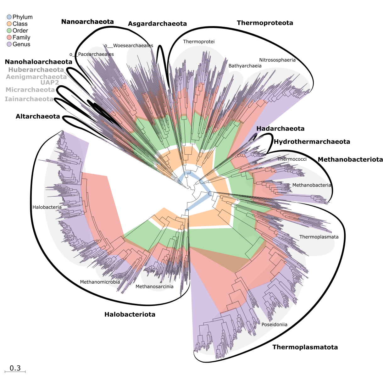 Rank-normalized archaeal GTDB taxonomy Rank-normalized archaeal GTDB taxonomy using relative evolutionary divergence (RED).