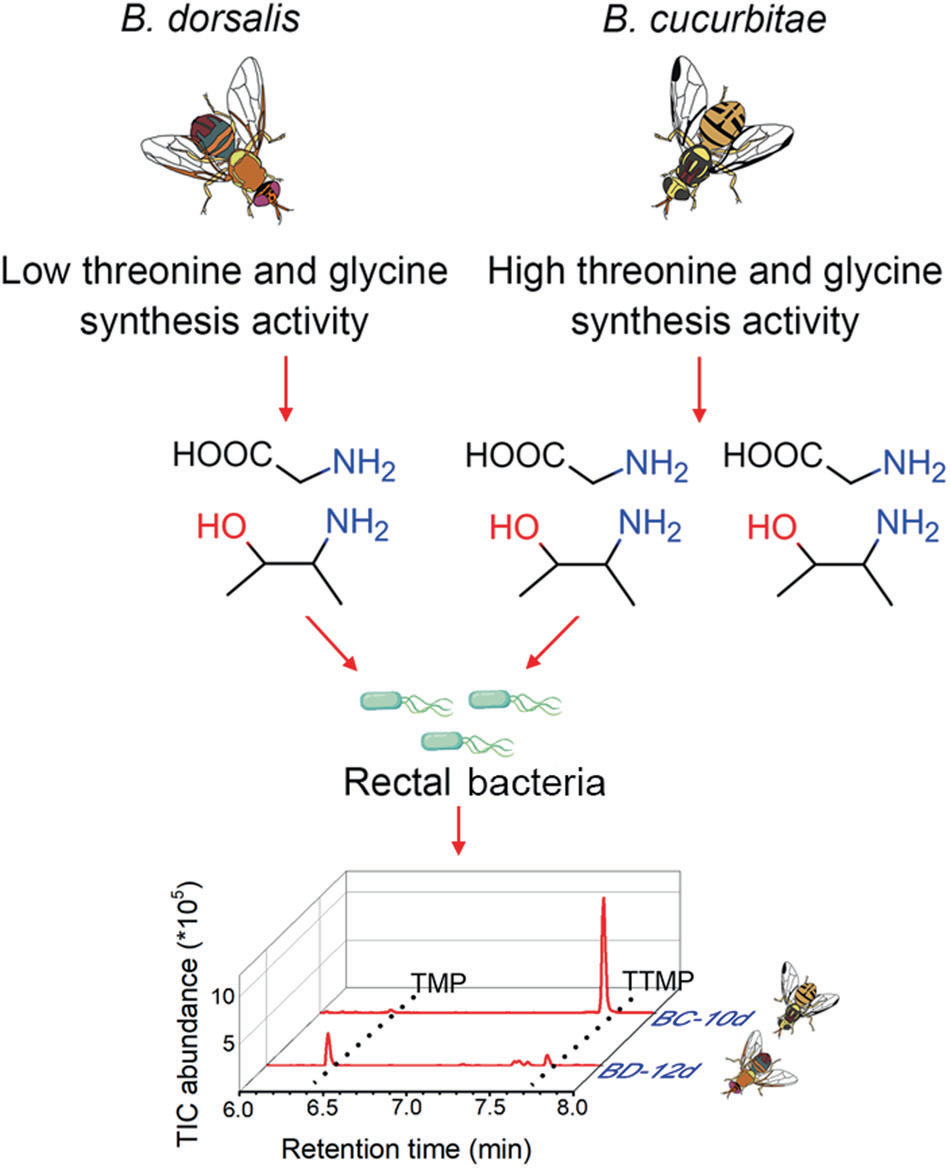在背双歧杆菌中，低 Sardh 和 ItaE 基因表达导致苏氨酸和甘氨酸合成活性降低，从而导致直肠细菌产生的 TMP/TTMP 比率较高。相反，较高的 Sardh 和 ItaE 基因表达导致较高的苏氨酸和甘氨酸合成活性，从而导致直肠细菌产生的 TMP/TTMP 比率较低。