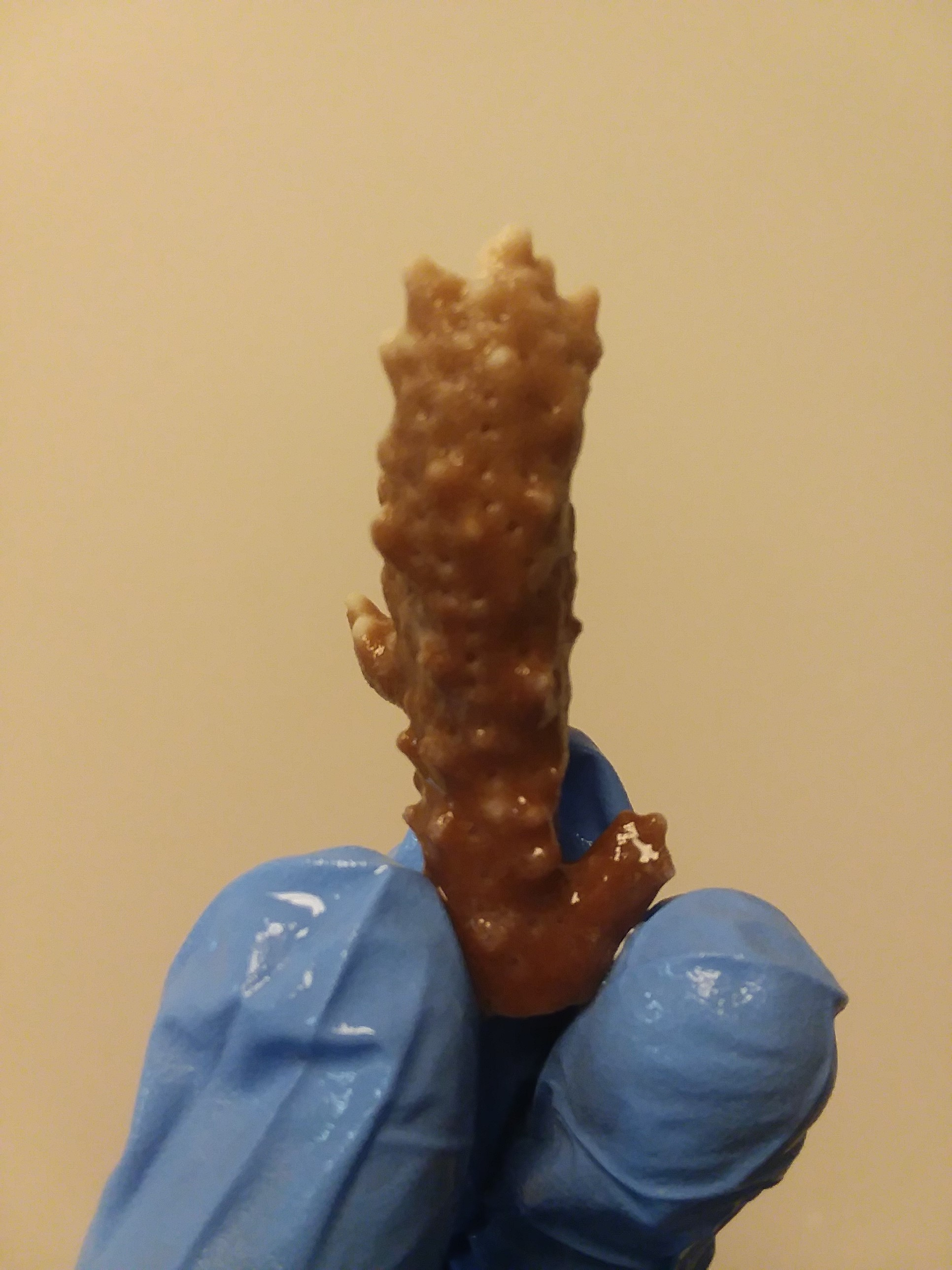 Coral sample. Photo by Dr. Ty Roach, Hawaii Institute of Marine Biology.