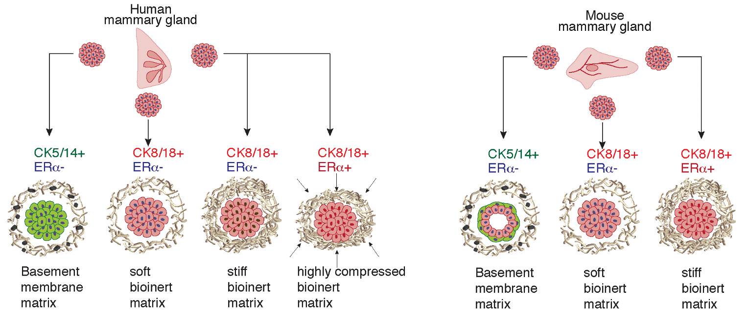 Summary of the story