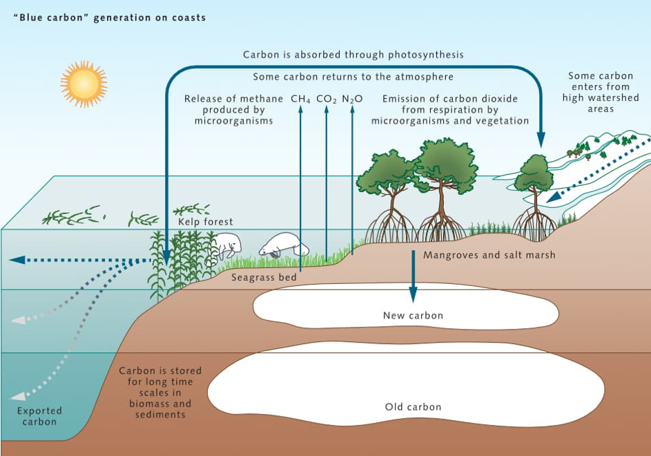 Blue Carbon Generation on Coasts