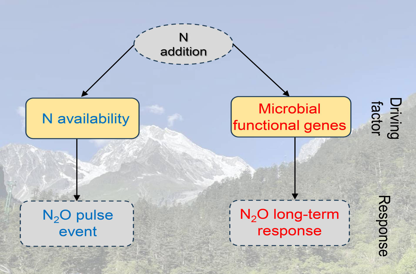 Figure 4. Temporal-dependent-mechanisms of N2O emissions under N addition.