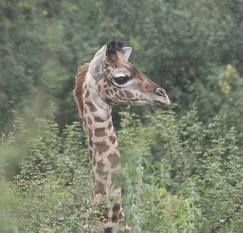 Masai giraffe calf in the Tarangire Ecosystem