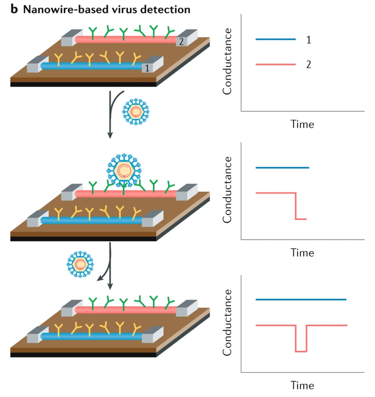 Fig. 3: Materials science in virus detection.