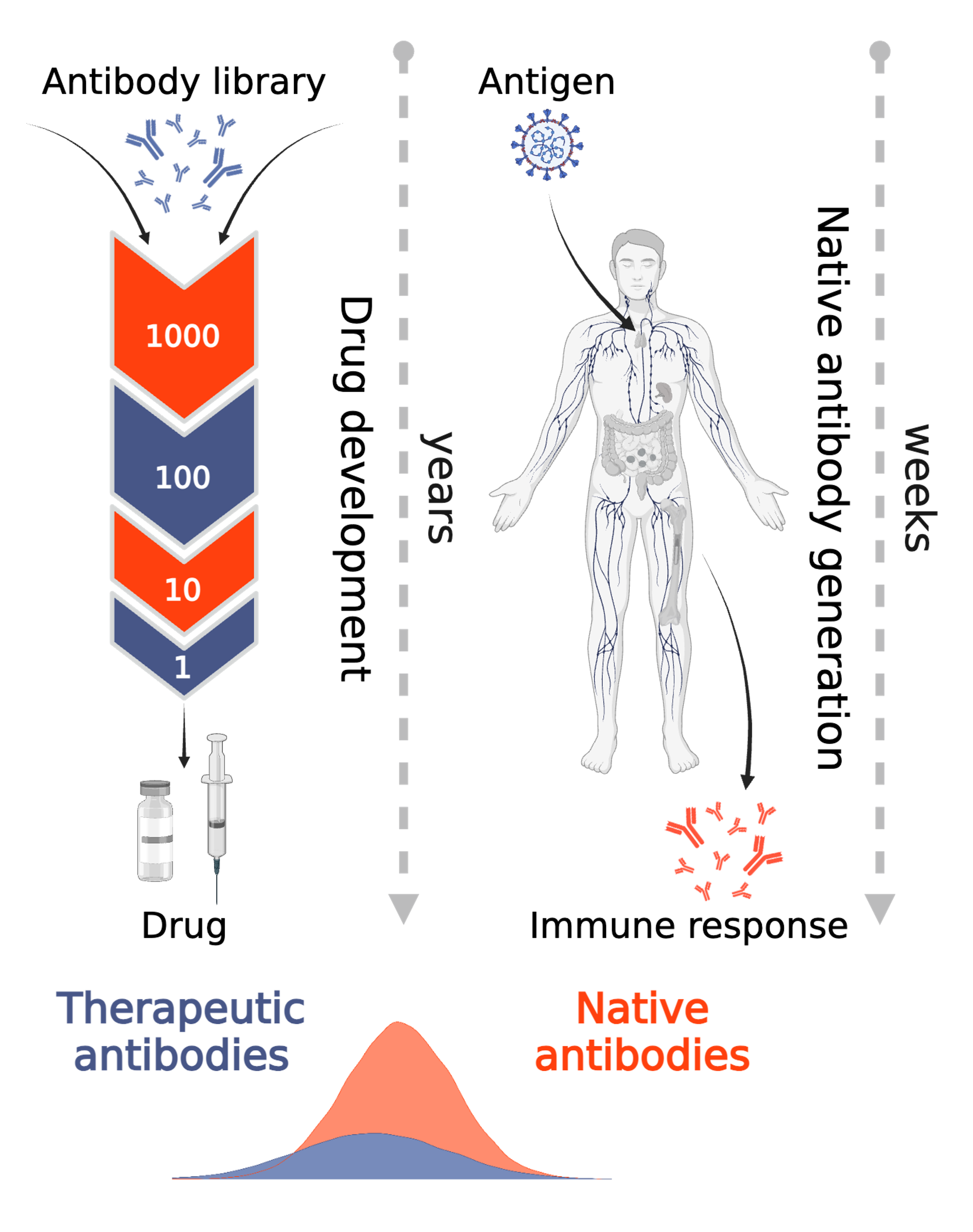 The native repertoire produces biologically compatible antibodies, and their sequence data are far more abundant than successful mAbs. 