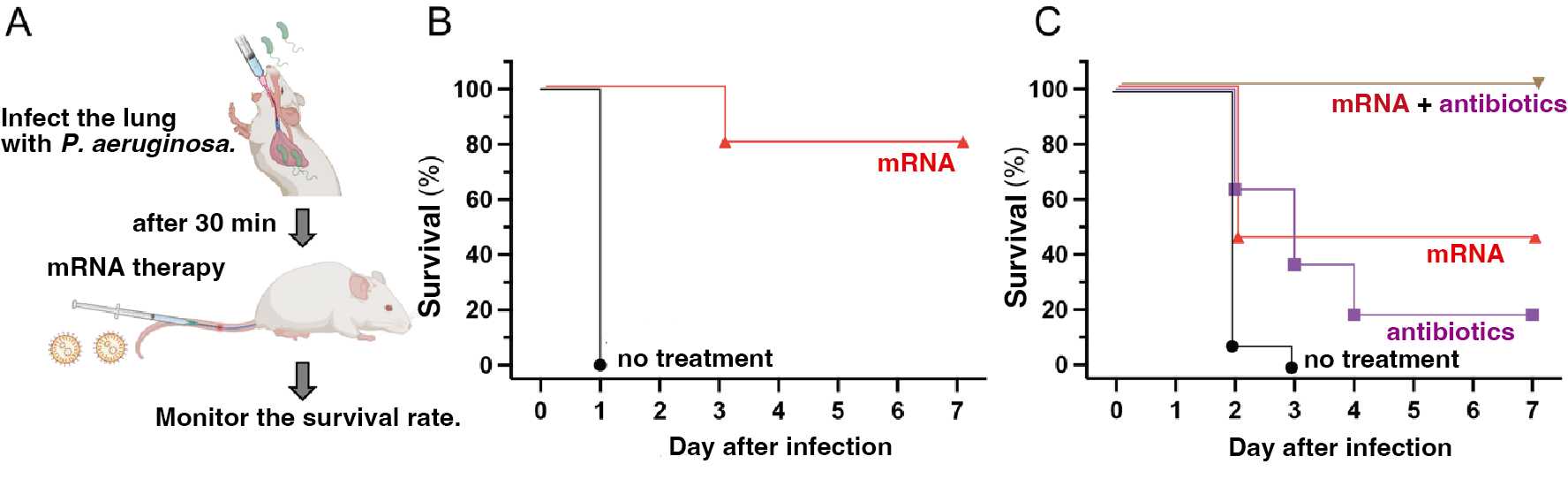 Mouse therapeutic experiments.