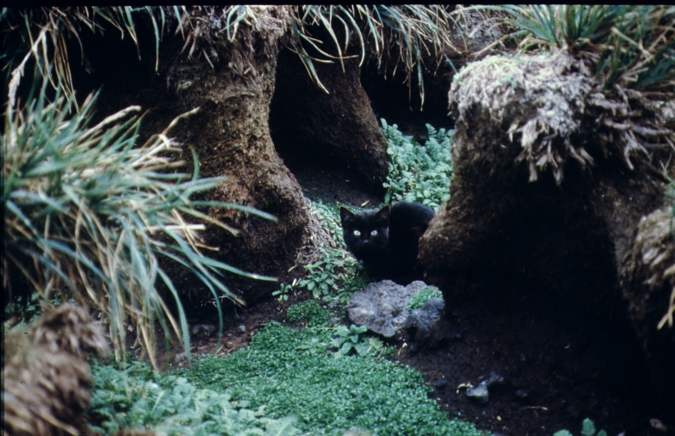 Black cat among tussock grass on Marion Island