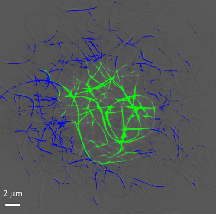 Difference micrograph showing areas where fluorophore moves