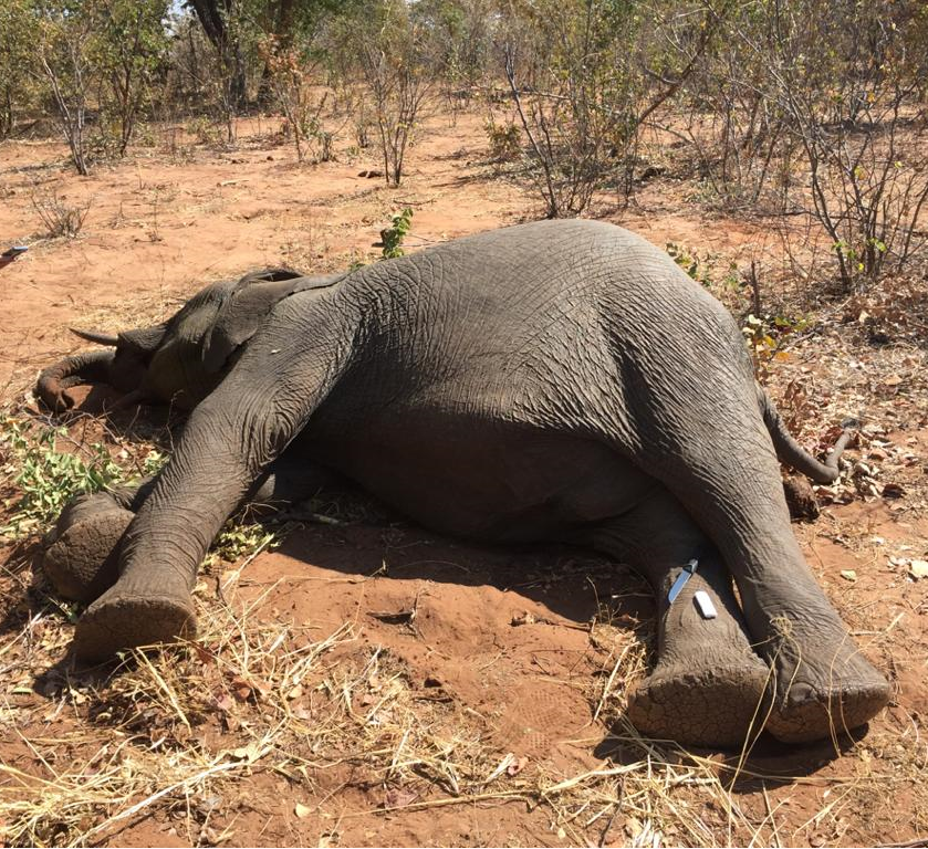 A deceased elephant lying on its side