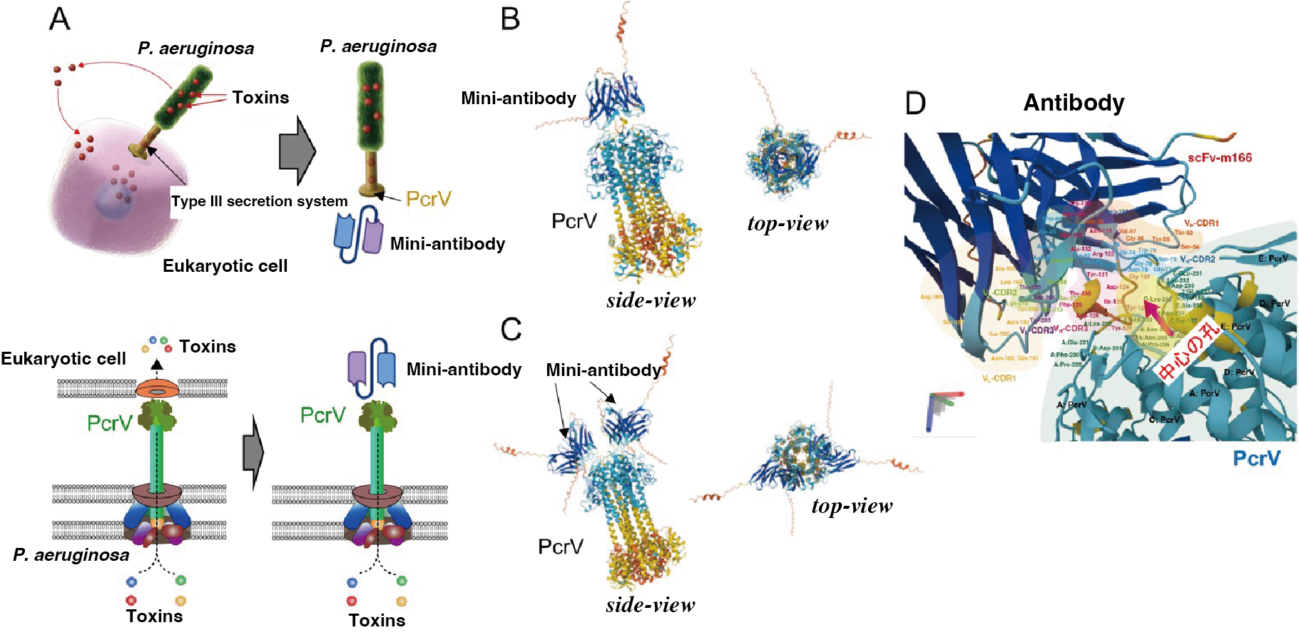 Antibody mechanism of action