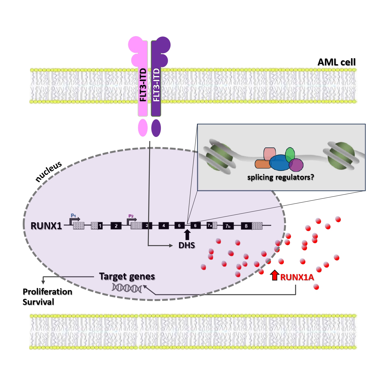 Illustration of a possible molecular connection between FLT3-ITD and RUNX1A overexpression, based on recent literature data.