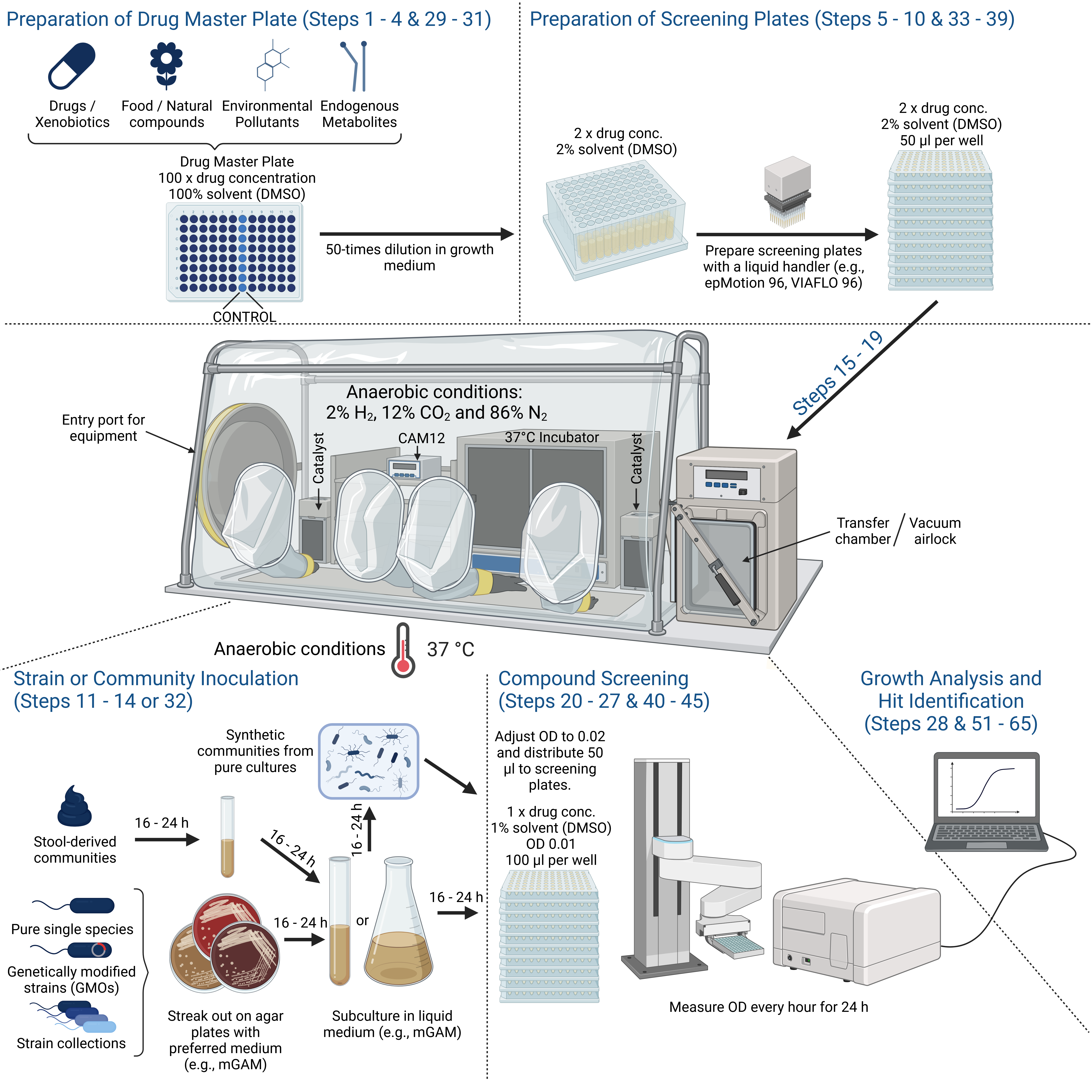 The high-throughput screening is conducted in an anaerobic chamber. A variety of compounds can be screened, including drugs, natural compounds, environmental pollutants, endogenous metabolites, etc. Preparation of drug master plates. Compounds of interest are dissolved in a solvent (e.g. DMSO) and arrayed in a 96-well plate at 100x the desired concertation. Preparation of screening plates. Sufficient drug master plates allowing to test all strains in replicates. Strain or community inoculation. This protocol is suitable for bacterial monocultures and synthetic- and stool-derived communities. Compound Screening. The screening plates are inoculated with 50 µl of bacterial culture and growth curves are acquired by hourly measurement of optical density (OD) with the help of a microwell plate reader and a matching stacking device. Growth Analysis and Hit Identification. Resulting growth measurements are then analyzed with R package 'neckaR'. Created with BioRender.com