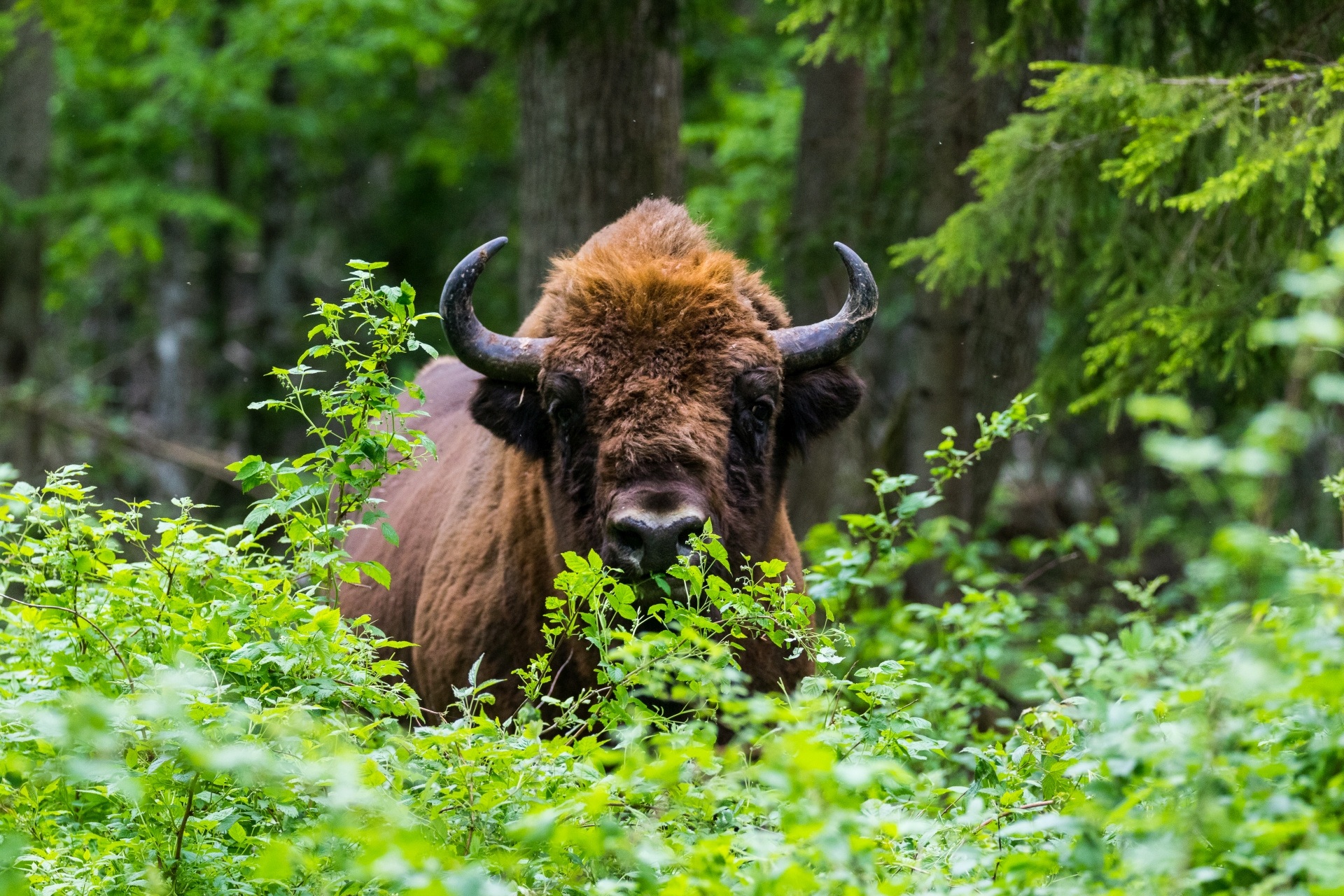 European bison (Bison bonasus) among young forest vegetation