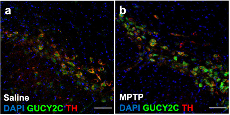 GUCY2C is upregulated within surviving dopaminergic neurons following toxic insult