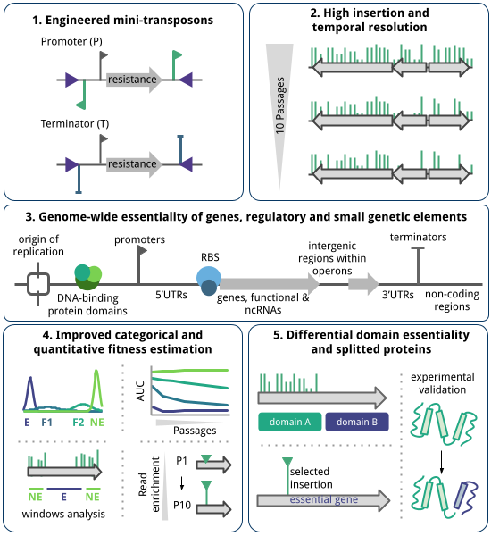 Graphical abstract of the research presented.