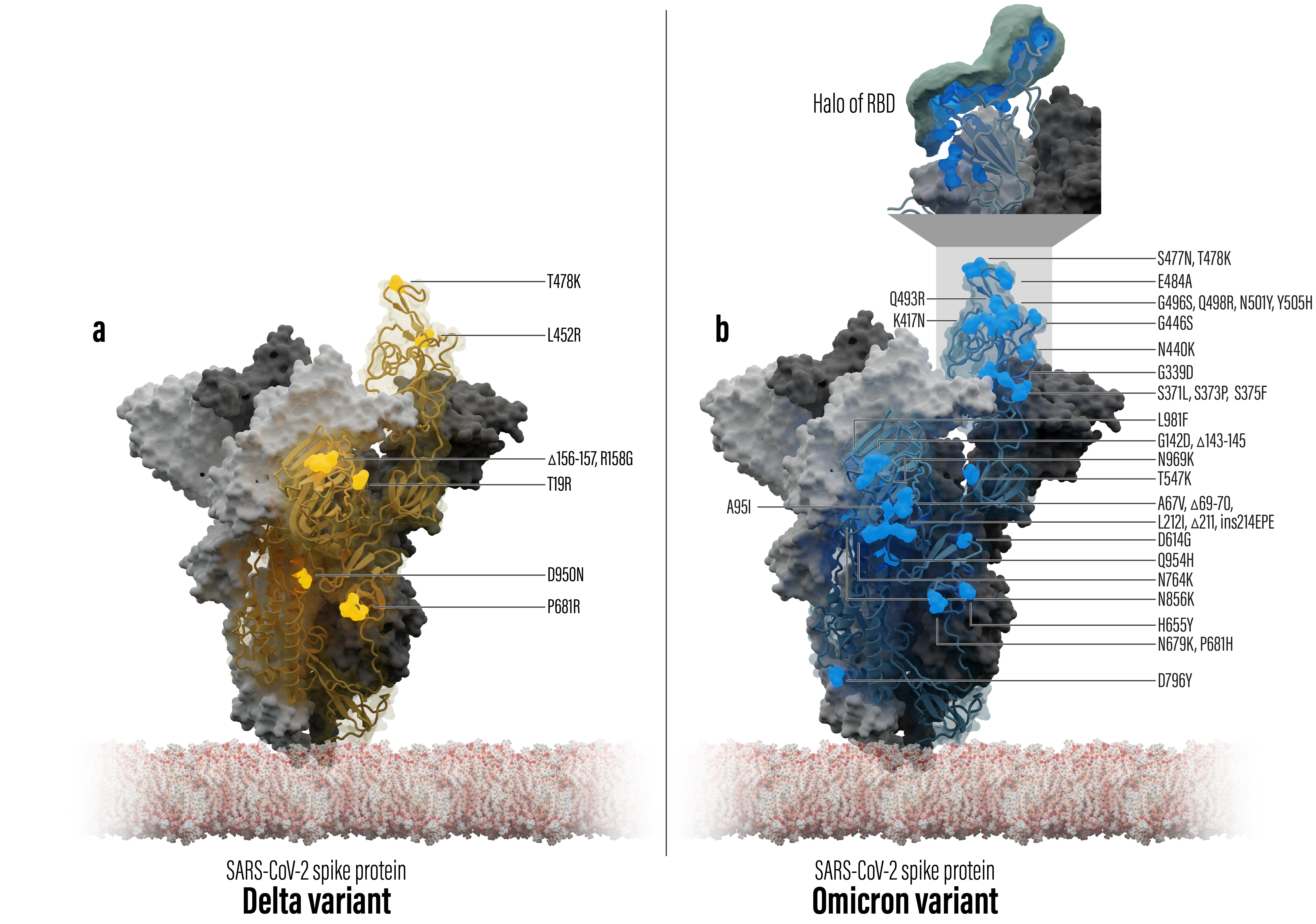 Comparison of mutation sites of Delta variant versus Omicron variant