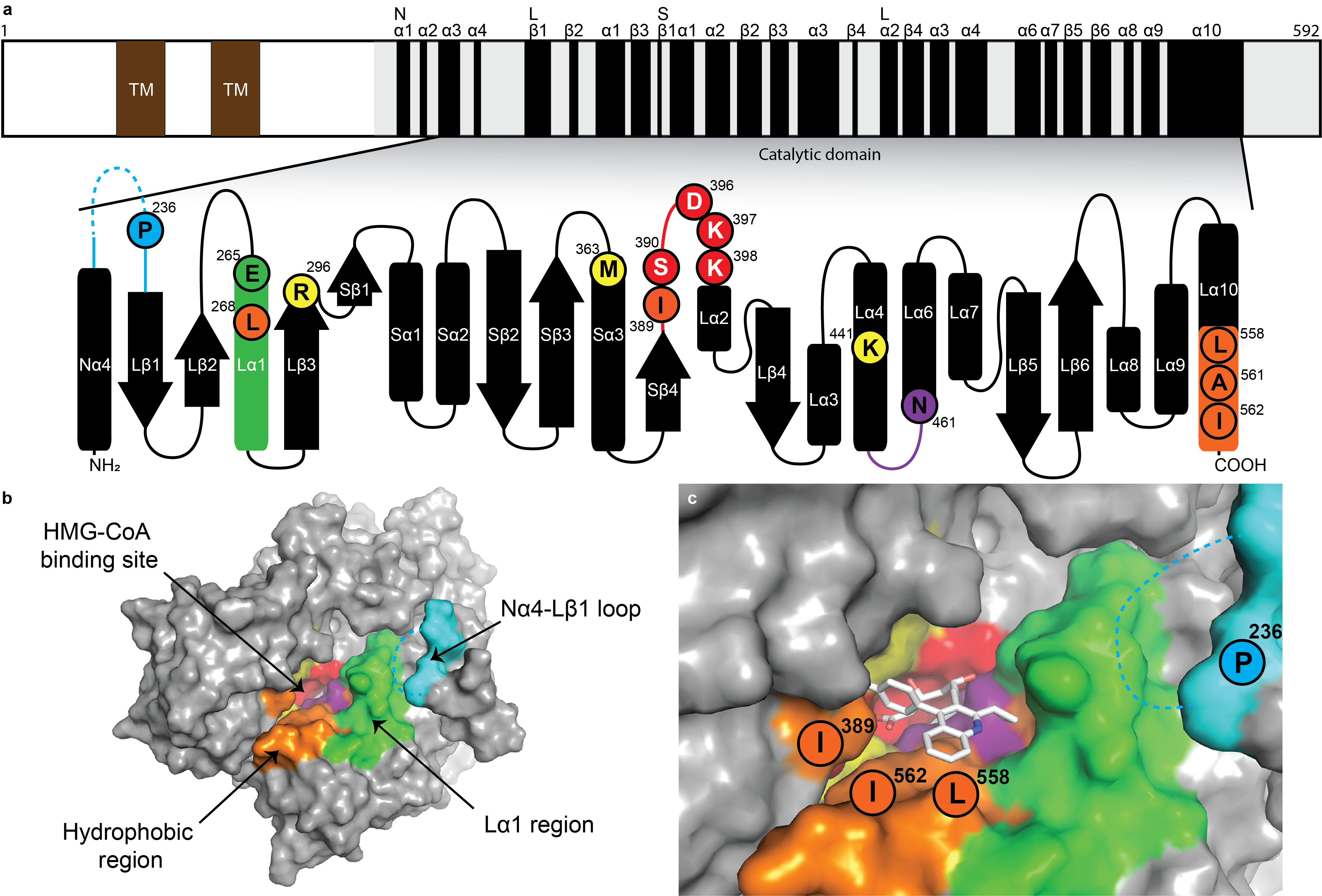 Figure 1 | Sequence and structural fetaures of Arabidopsis thaliana HMG-CoA reductase