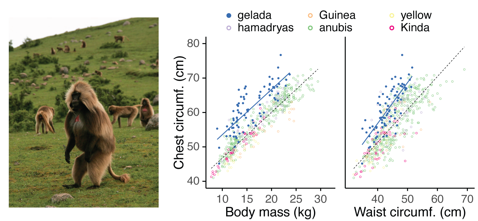 Gelada chest circumferences