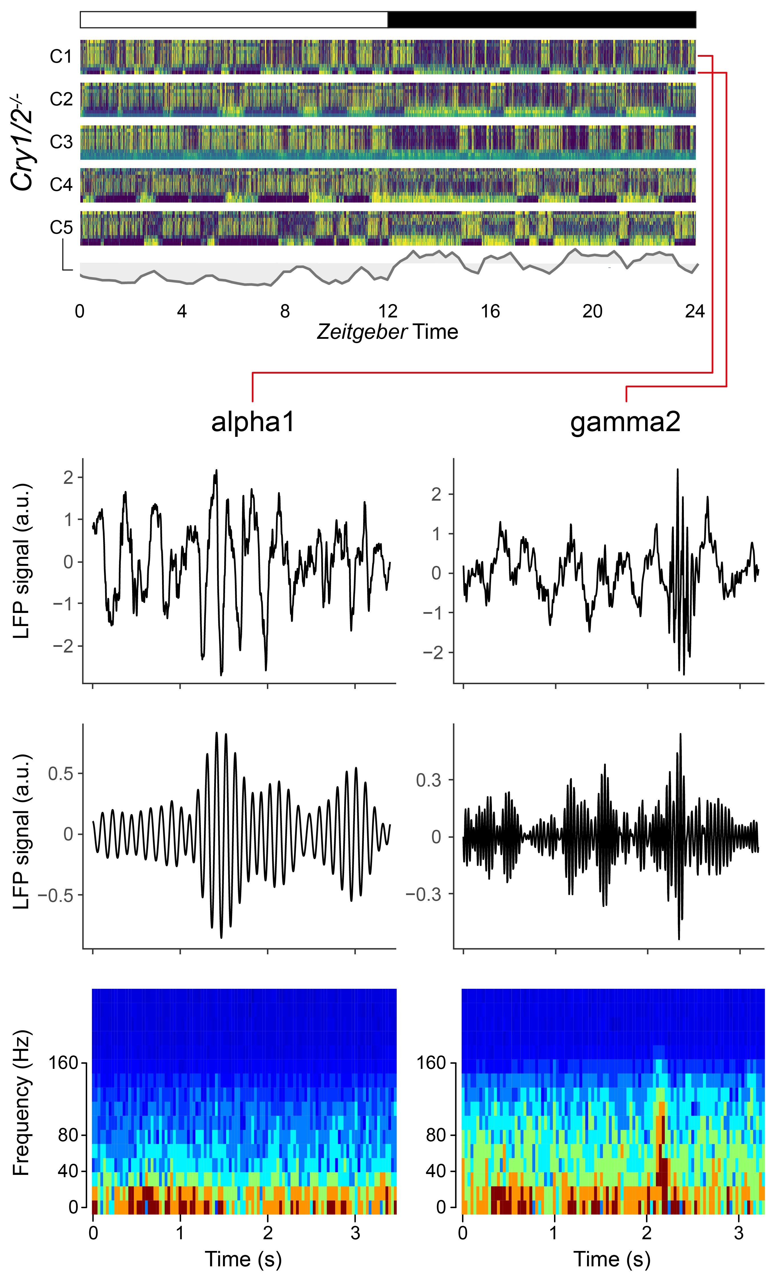 Example recordings over 24 hours with zoom into millisecond activity of neuronal ensembles.