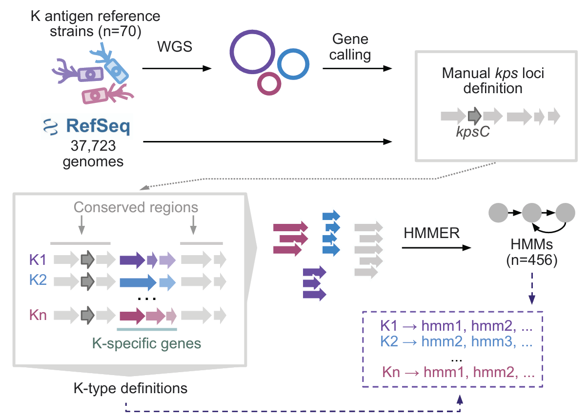 Workflow for building the capsule gene cluster catalogue by integrating kps loci from K antigen reference strains (n = 35) and RefSeq (n = 37,723), through whole-genome sequencing of reference strains, locus extraction, ORF identification and protein sequence clustering, and K-specific HMMs generation 
