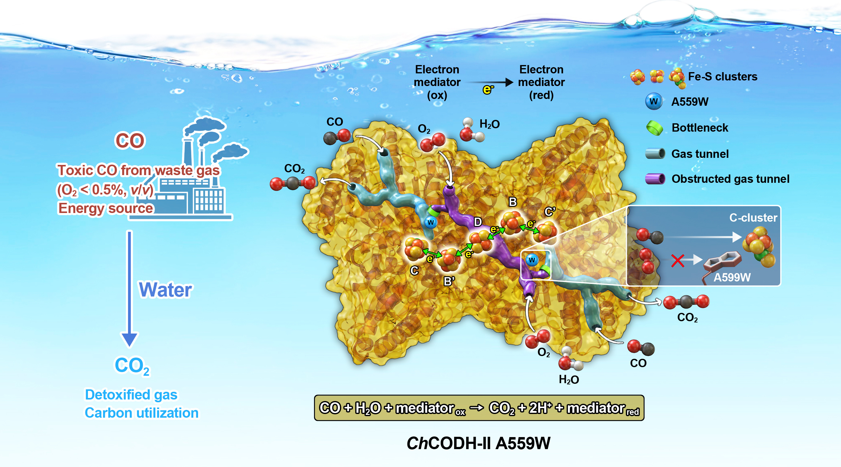 Substituting one residue in a predicted tunnel within CO dehydrogenase-II from Carboxydothermus hydrogenoformans (ChCODH-II) from Ala to Trp can decrease its O2 sensitivity without altering overall catalytic activity.