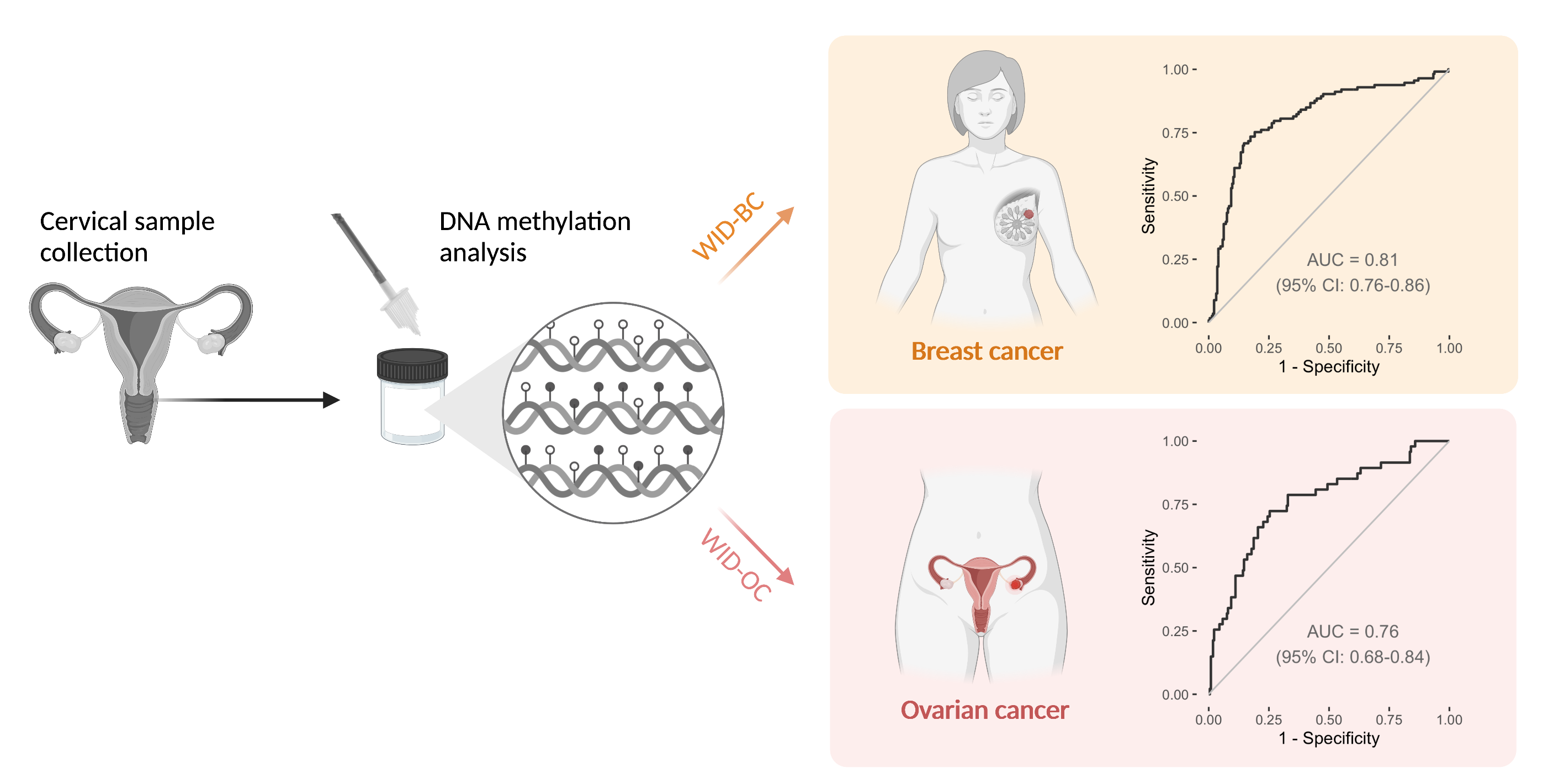 Using a single cervical sample, the WID-BC or WID-OC test can detect breast or ovarian cancer.