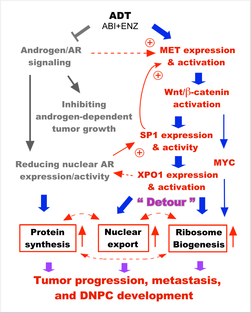 Recent data showed that treatment with abiraterone and enzalutamide leads to decreased AR signaling and elevated HGF/MET signaling which then activates pathways causing increased XPO1 and ribosomal protein expression, which further promote prostate tumor progression, metastasis and DNPC development. ADT, androgen deprivation therapy; AR, androgen receptor; DNPC, double-null prostate cancer.
