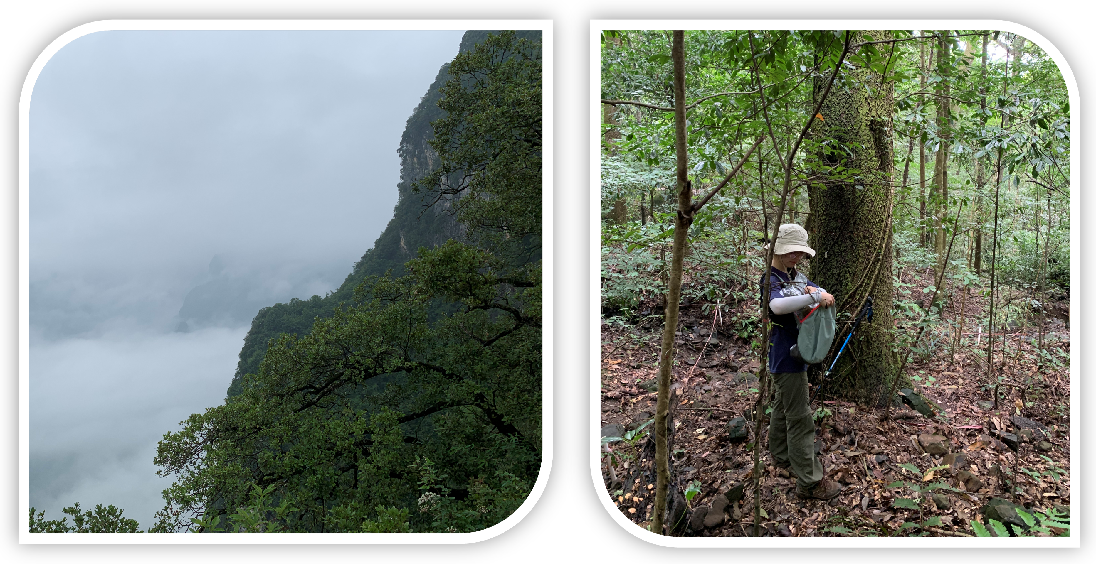Fig. 1 The natural forest in Hubei Province with oaks forming mixed stands (left). One of the oldest and largest Q. accutissima trees found in the forest (right). Photo by Jun Chen.