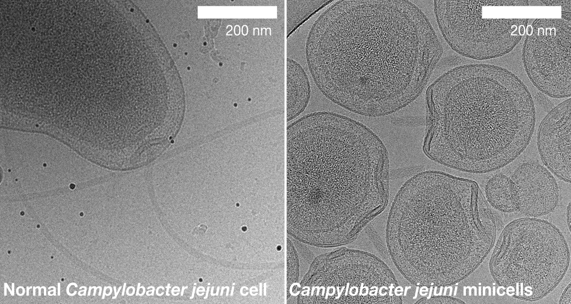 A comparison of whole Campylobacter jejuni cells with minicells