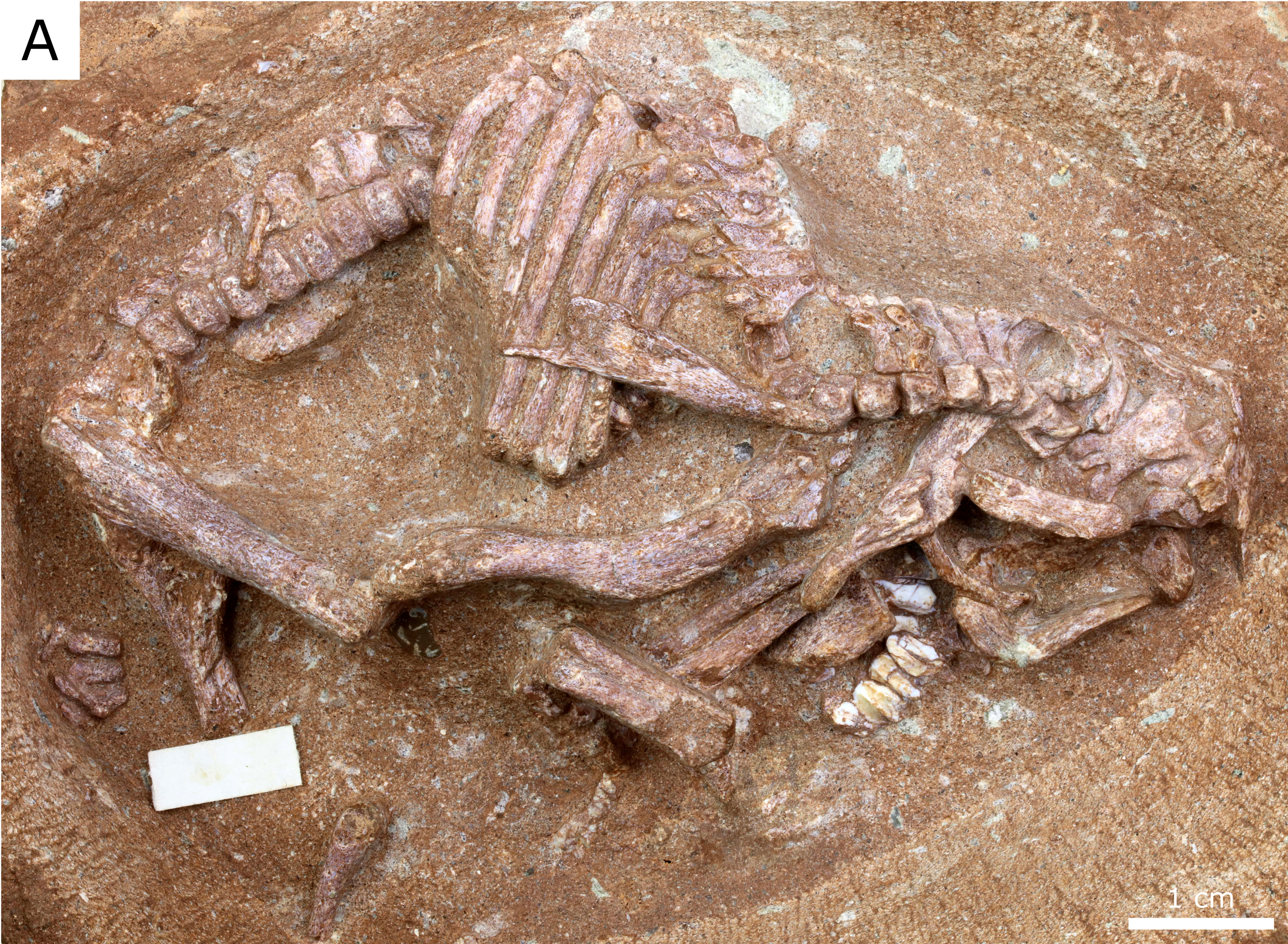 "Ying baby" hadrosaur embryo.