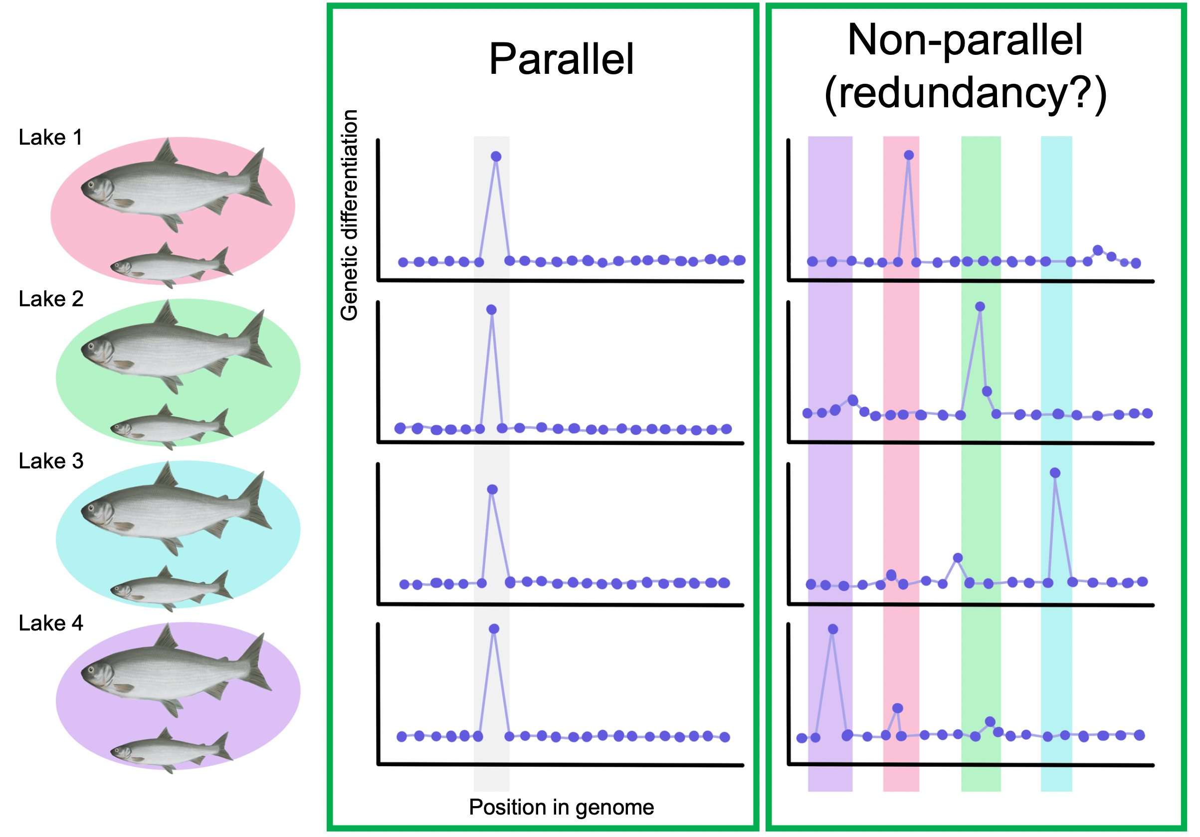 Figure 3. A schematic of the results of our genome scans showing that independent pairs of whitefish exhibit both shared, parallel genetic differentiation (indicated by CSS; left) and non-parallel or species-pair specific patterns of genetic differentiation that may suggest a degree of genetic redundancy in ecomorph variation (as indicated by FST; right).