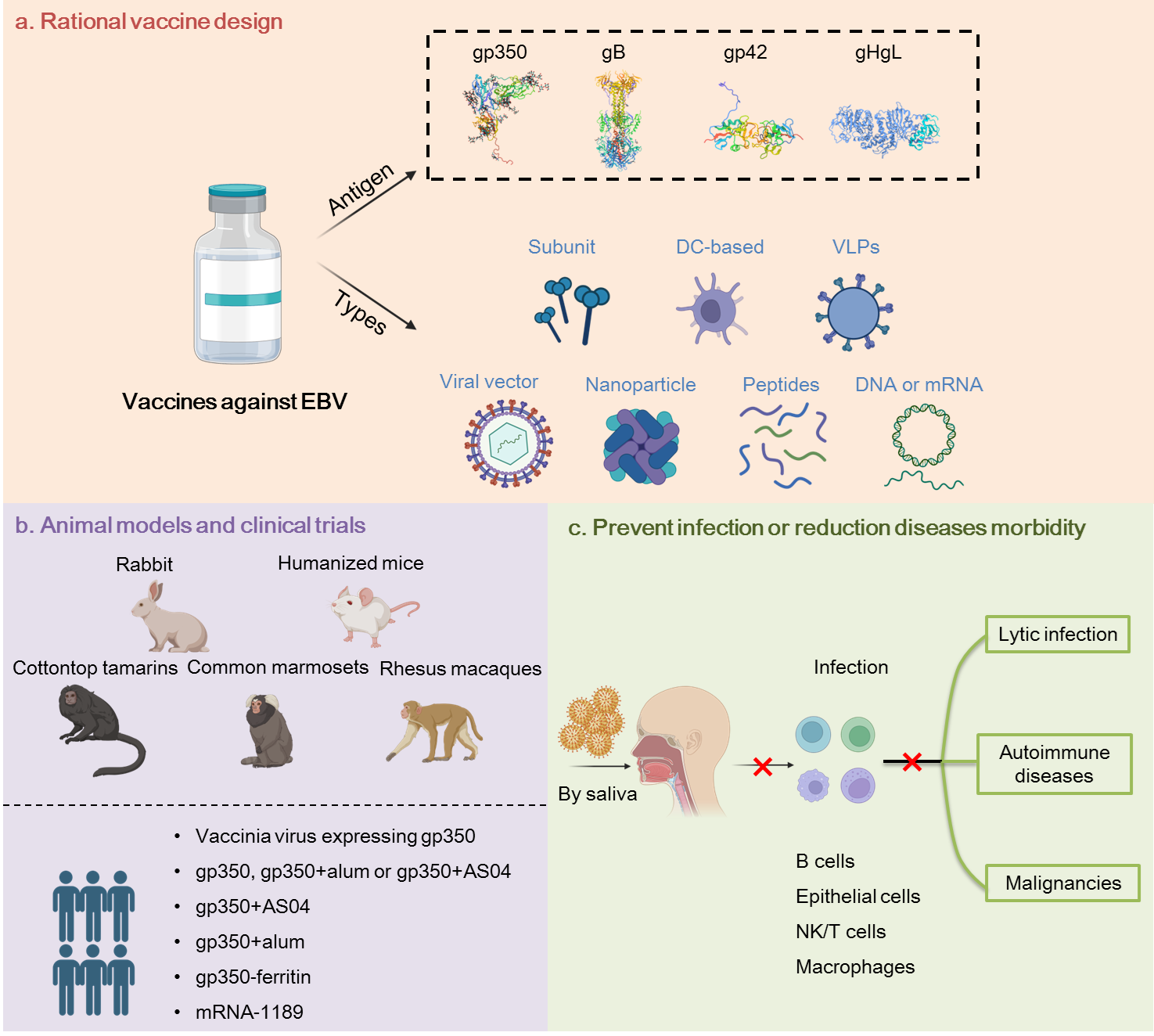 This figure was created from Biorender.com.