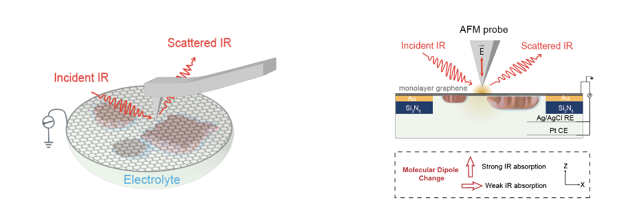 Fig 1. Schematics of the setup of in situ nano-FTIR.