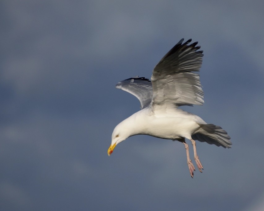 A herring gull about to land