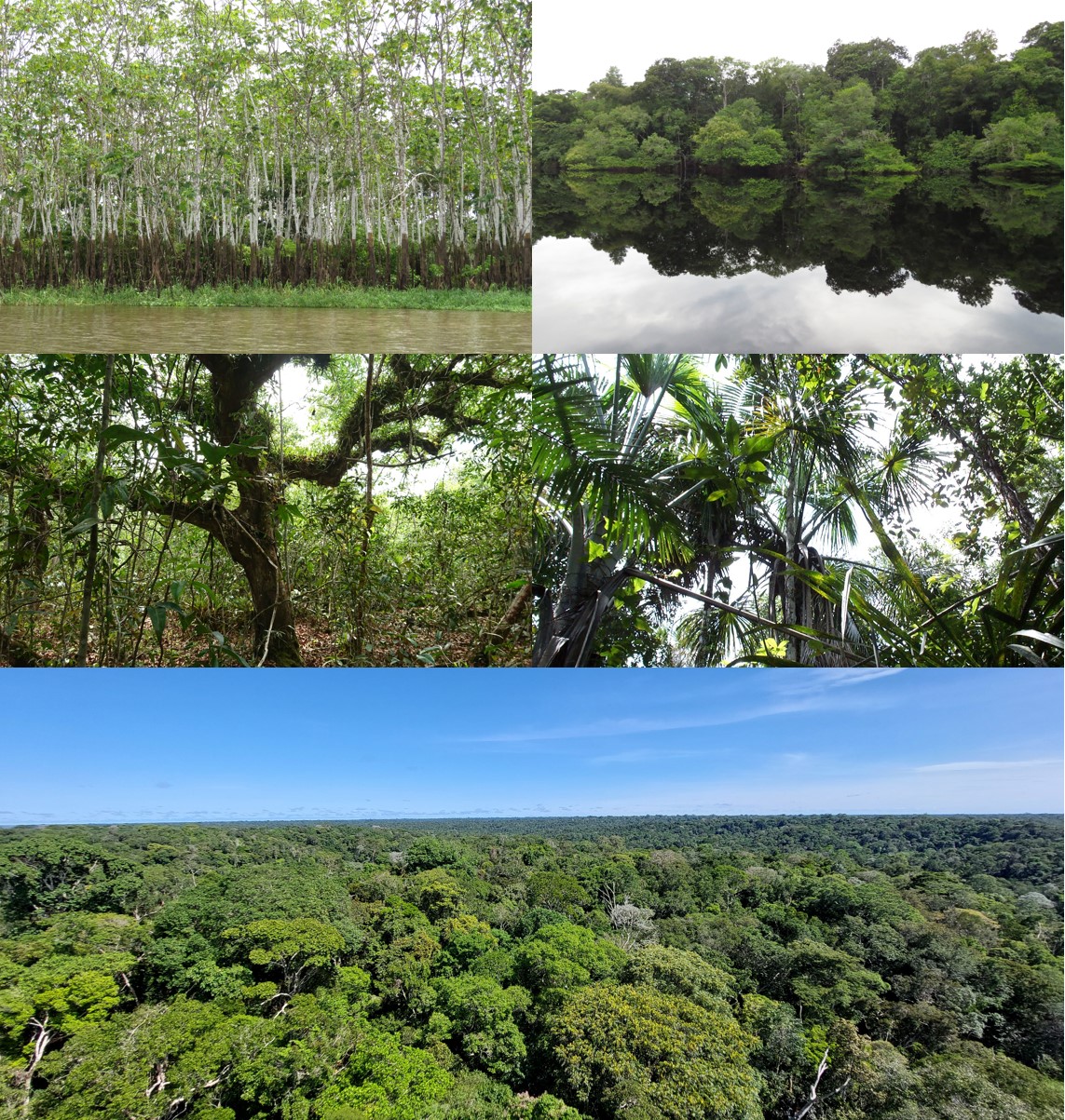 Forest types Amazonia