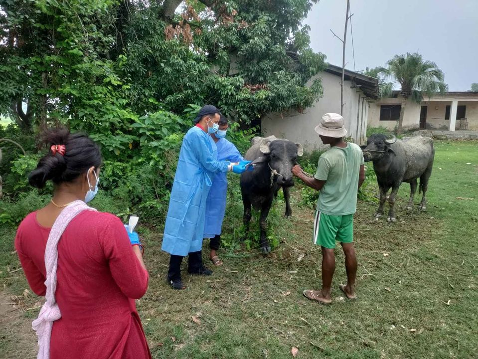 Sampling zoonotic disease surveillance in Nepal Zoonotic Disease surveillance Nepal